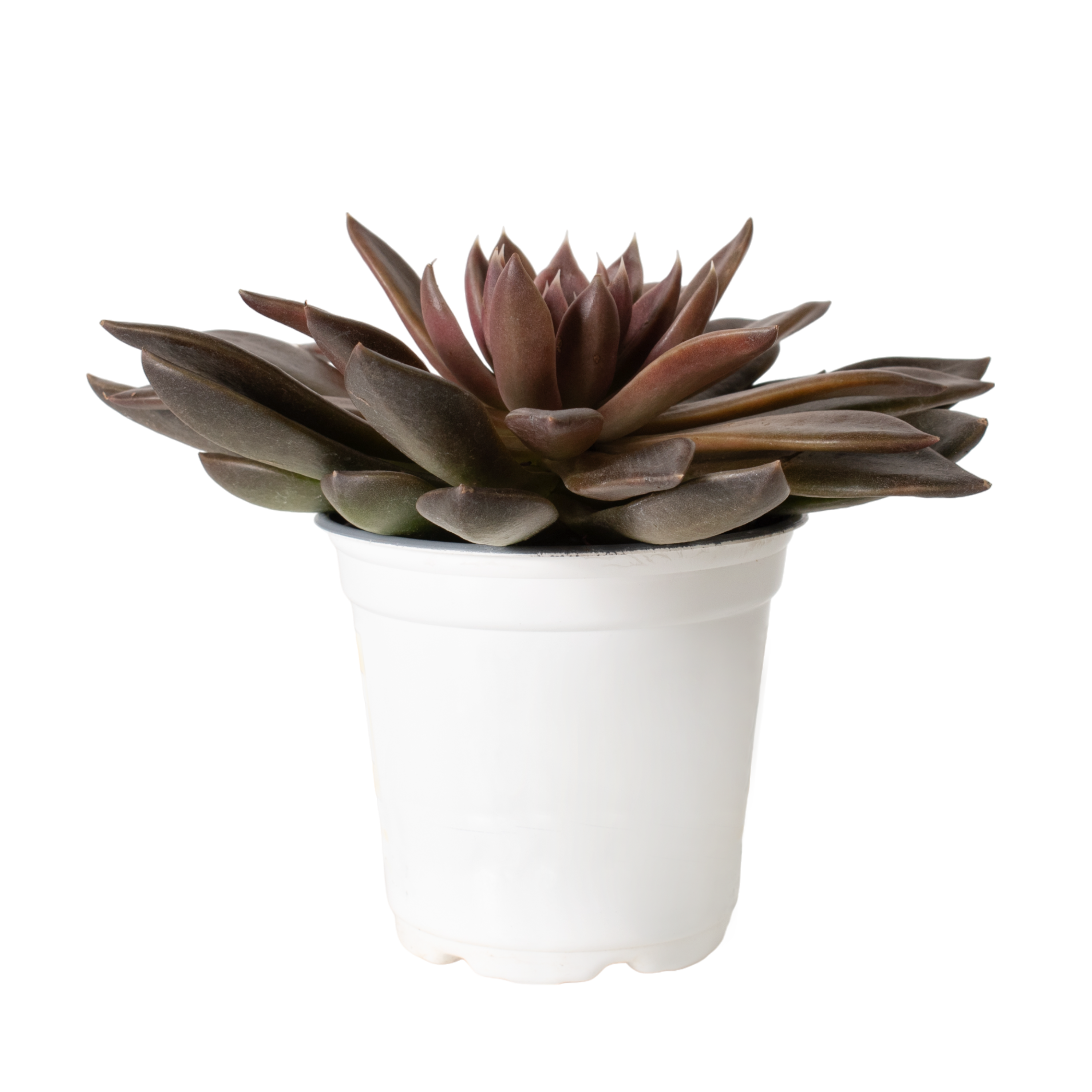 serrana succulent Echeveria Serrana