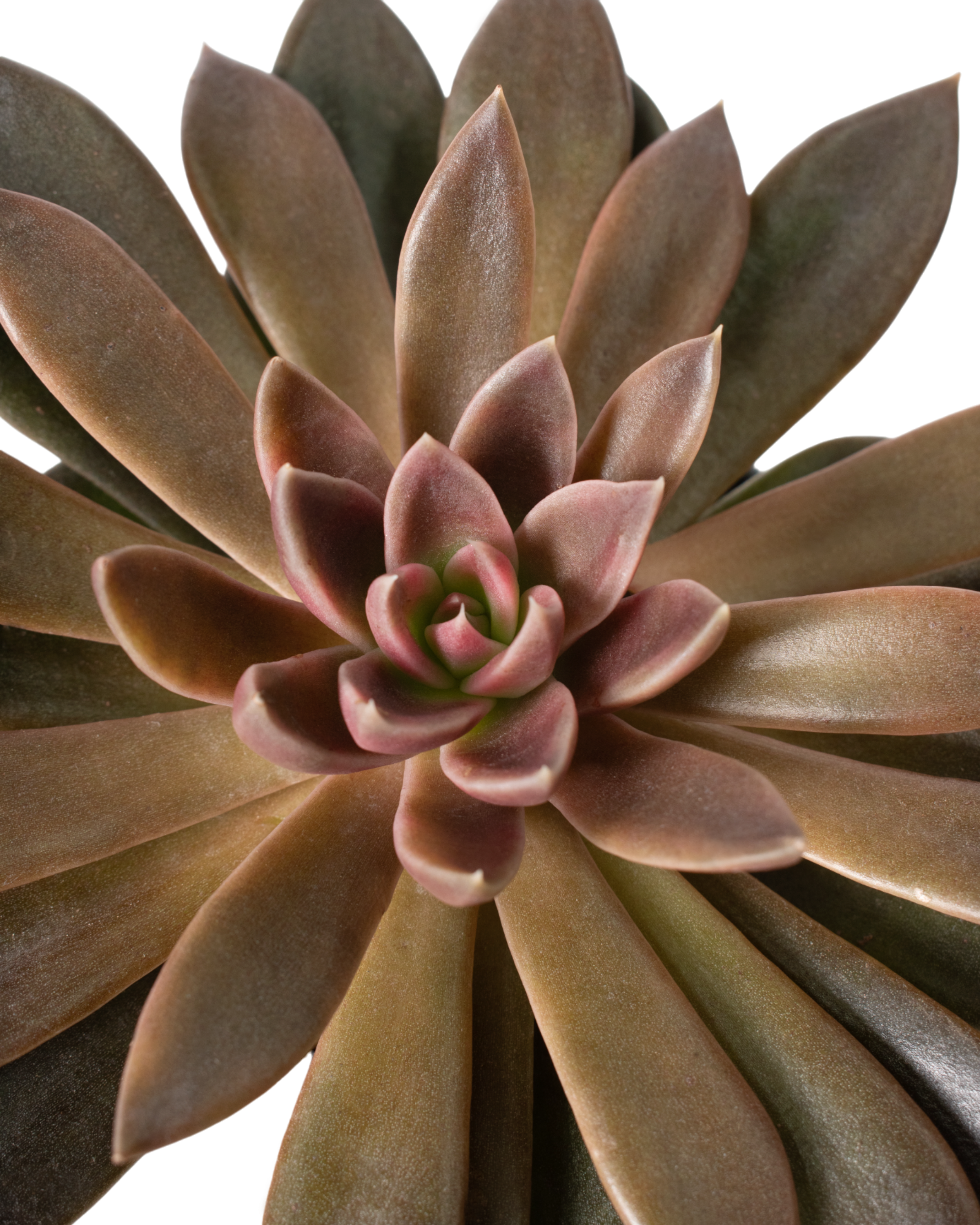 Cottage Farms Direct