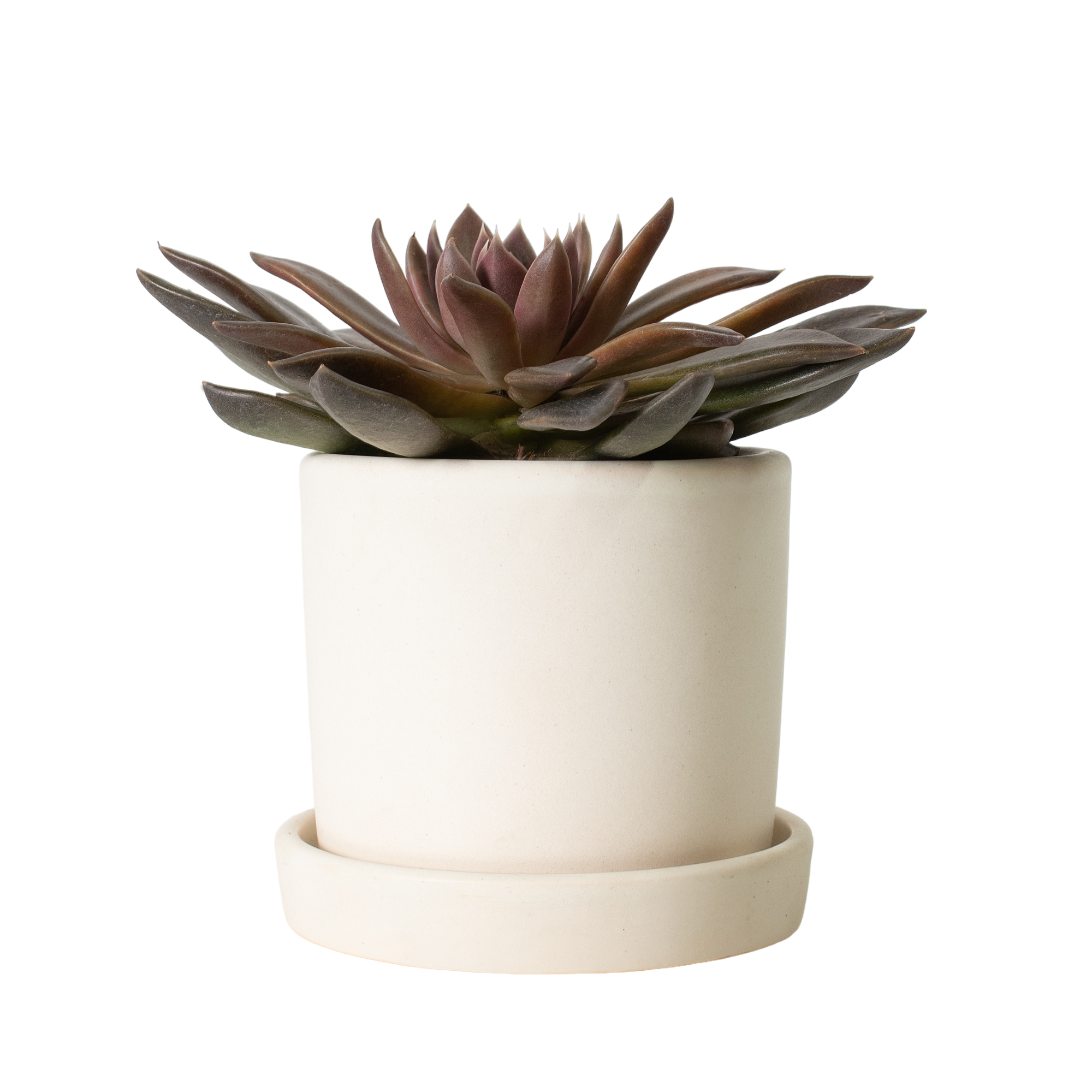 Cottage Farms Direct