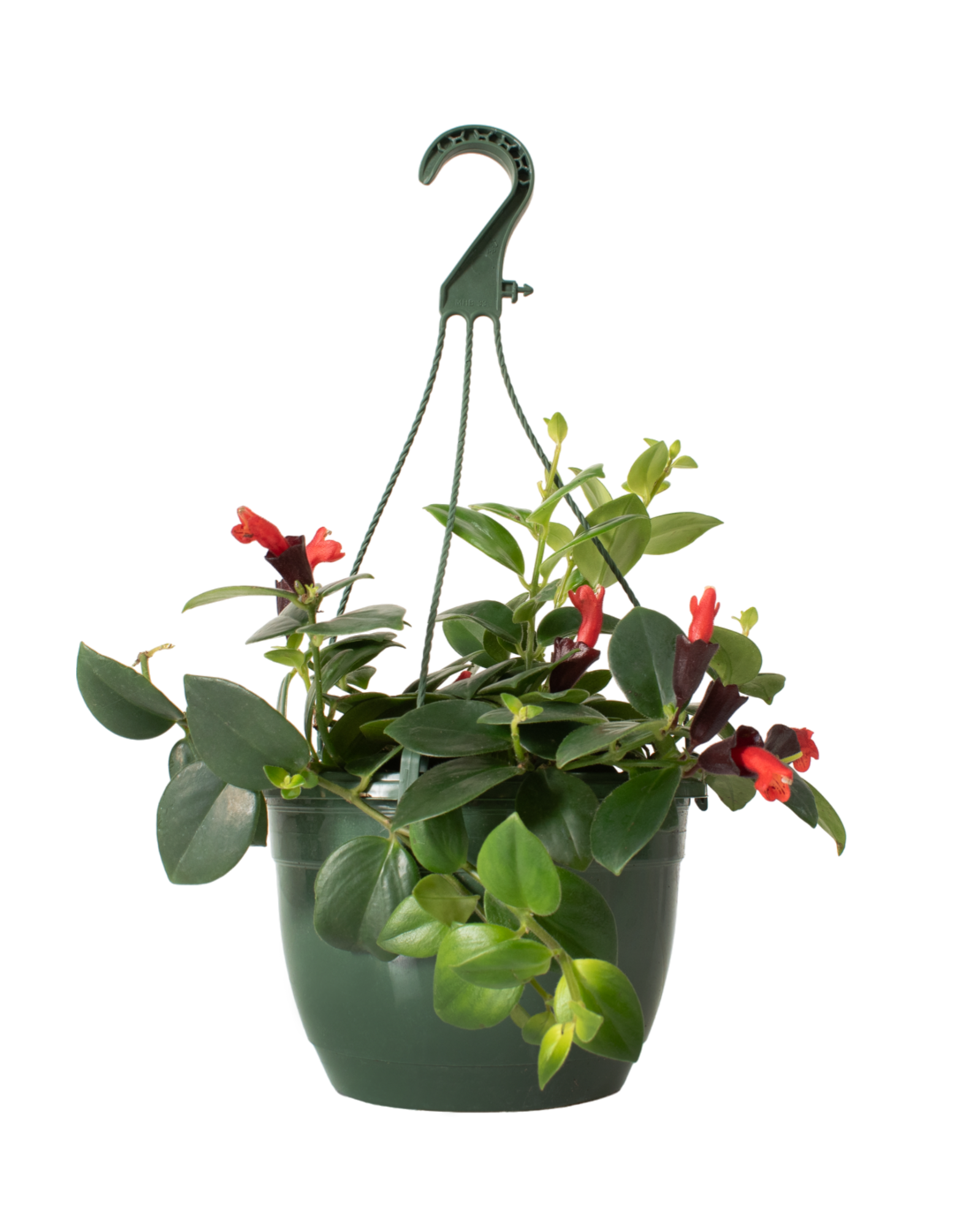 Aeschyanthus Lipstick Plant - 8" Hanging Basket