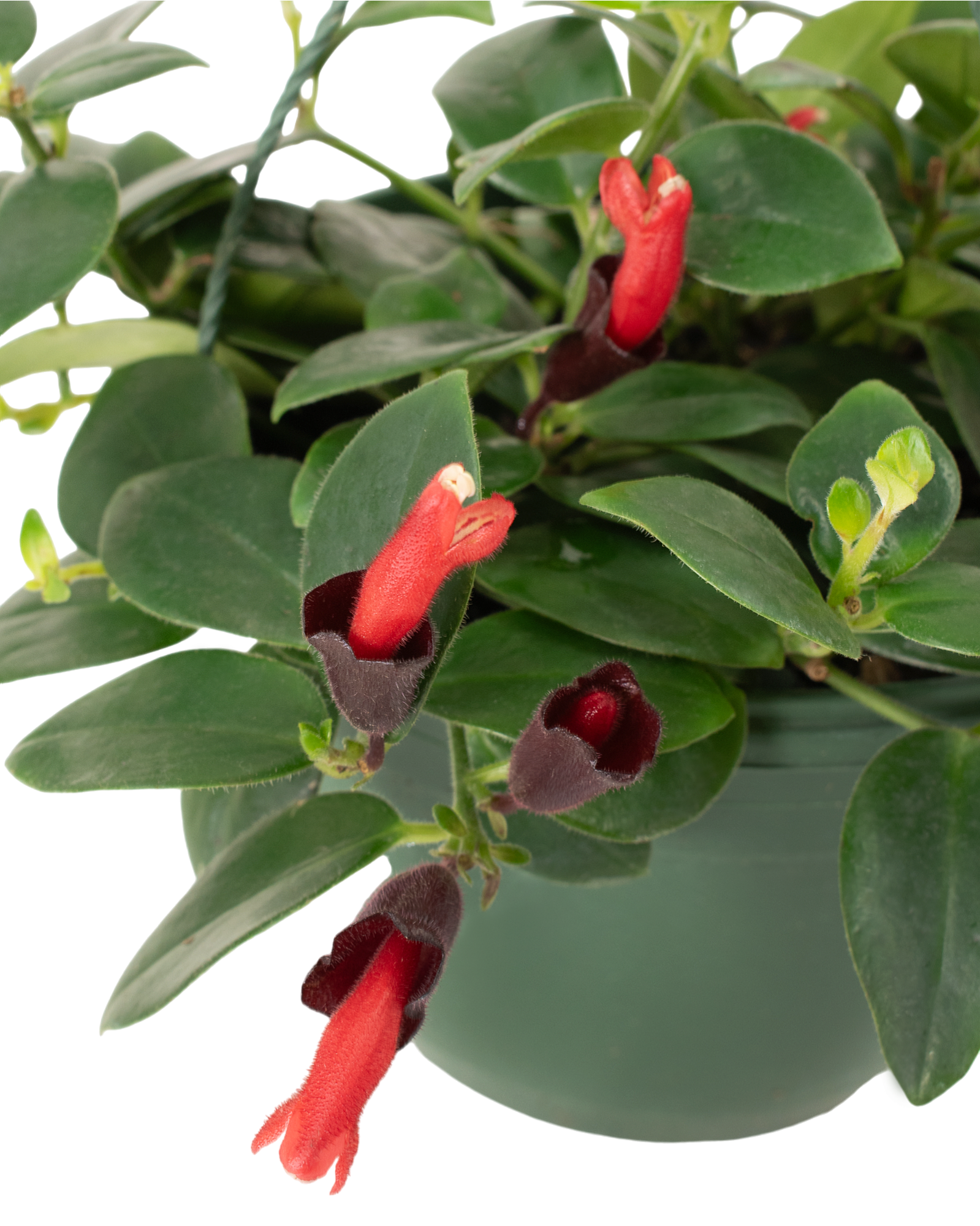 Aeschyanthus Lipstick Plant - 8" Hanging Basket