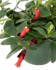 Aeschyanthus Lipstick Plant - 8" Hanging Basket