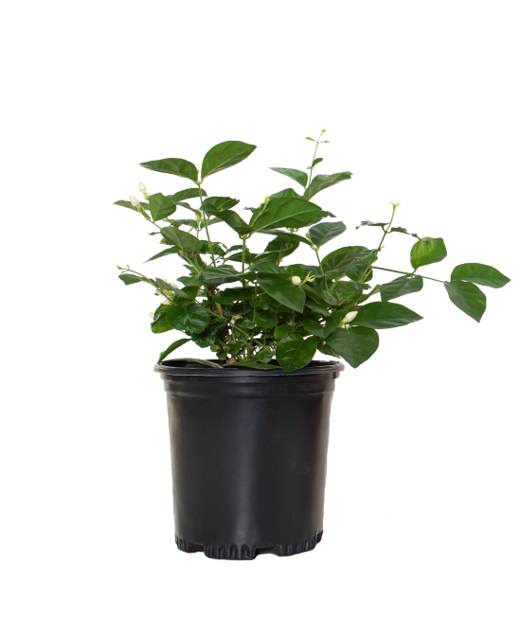 Star Jasmine - 1 Gallon Pot