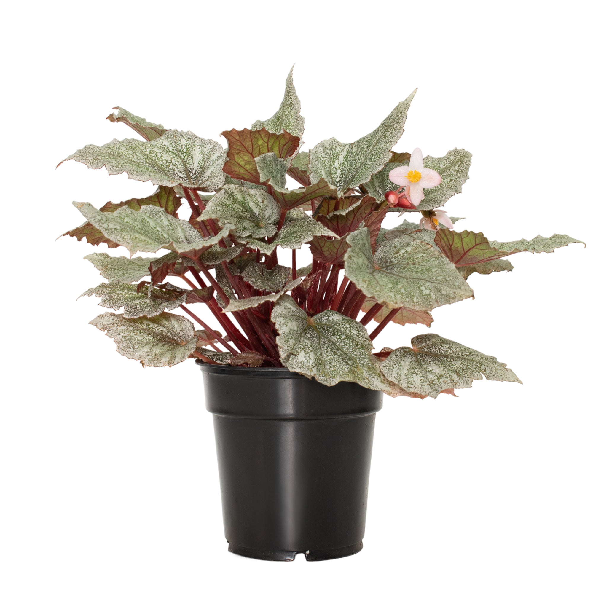 Shadow King® Cool White Begonia - 6" Pot