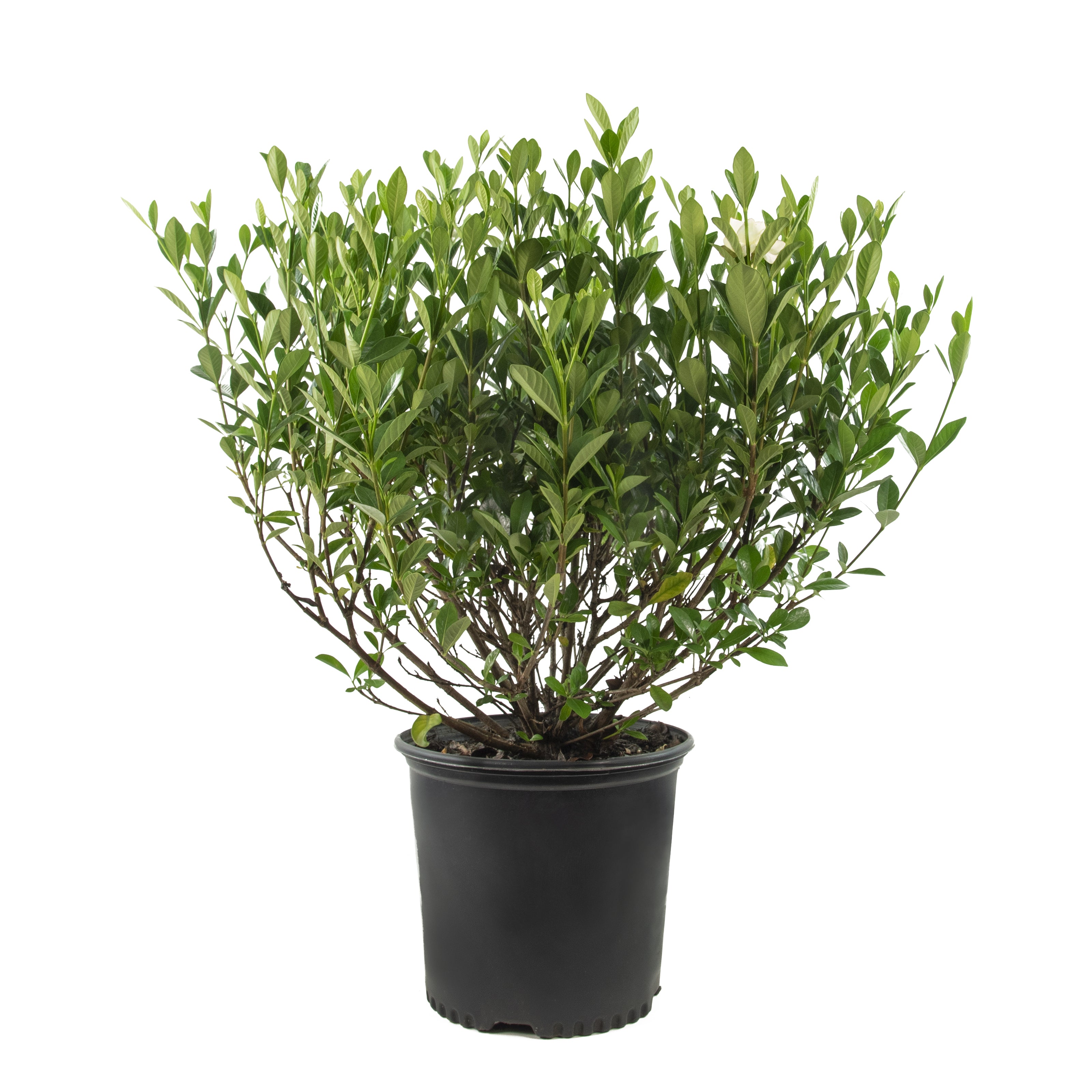 Buttons Gardenia - 3 Gallon (PICK UP ONLY)