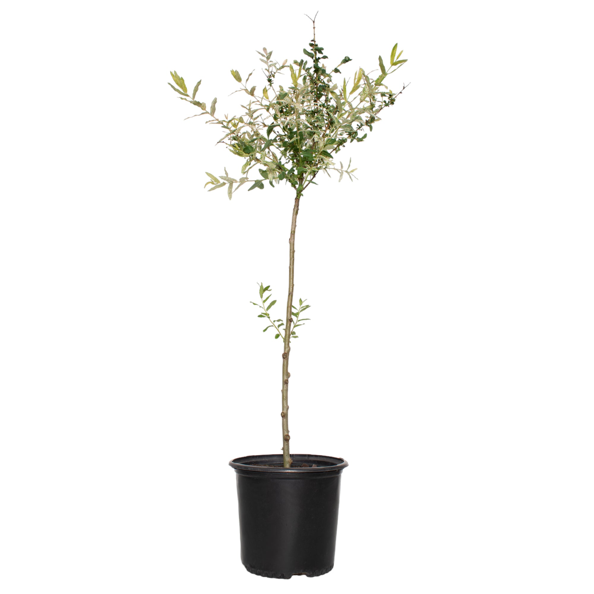 Salix, Dappled Willow Tree 'Hakuro Nishiki' - 3 Gallon Pot