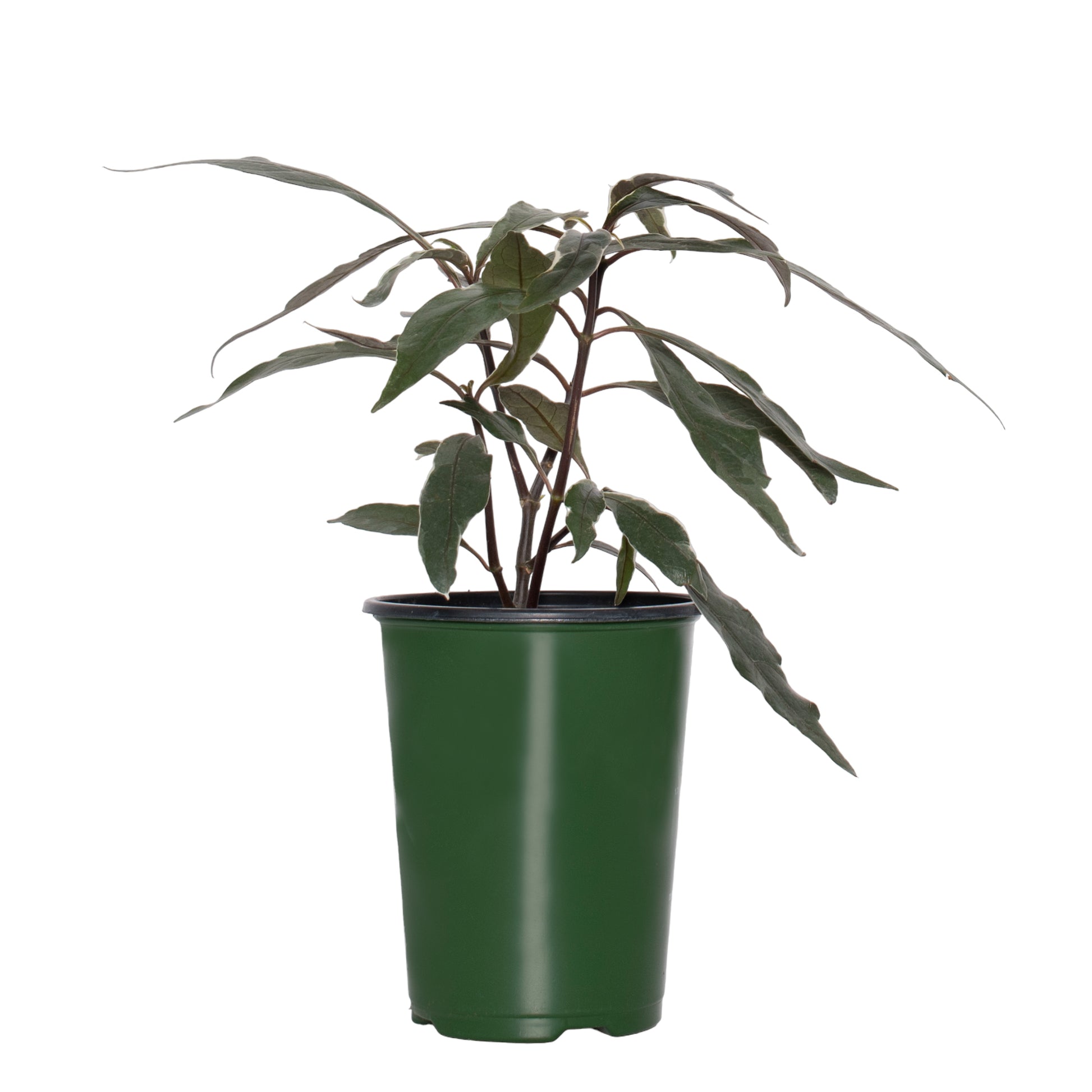 stainless steel indoor plant pots Stainless Steel' Pseuderanthemum
