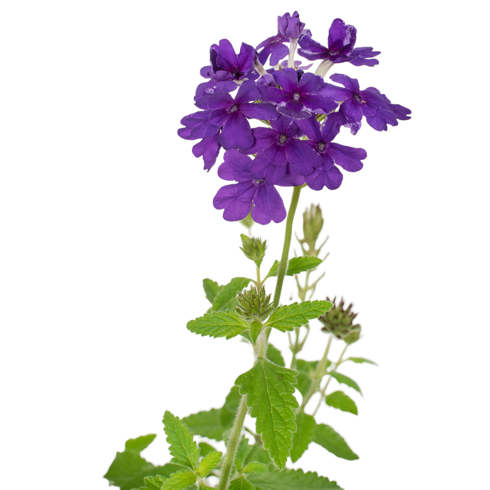 Verbena, EnduraScape™ 'Dark Purple' - 4" Pot (PICK UP ONLY)