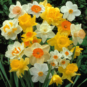 40-Piece Daffodil Mix - Assorted Varieties