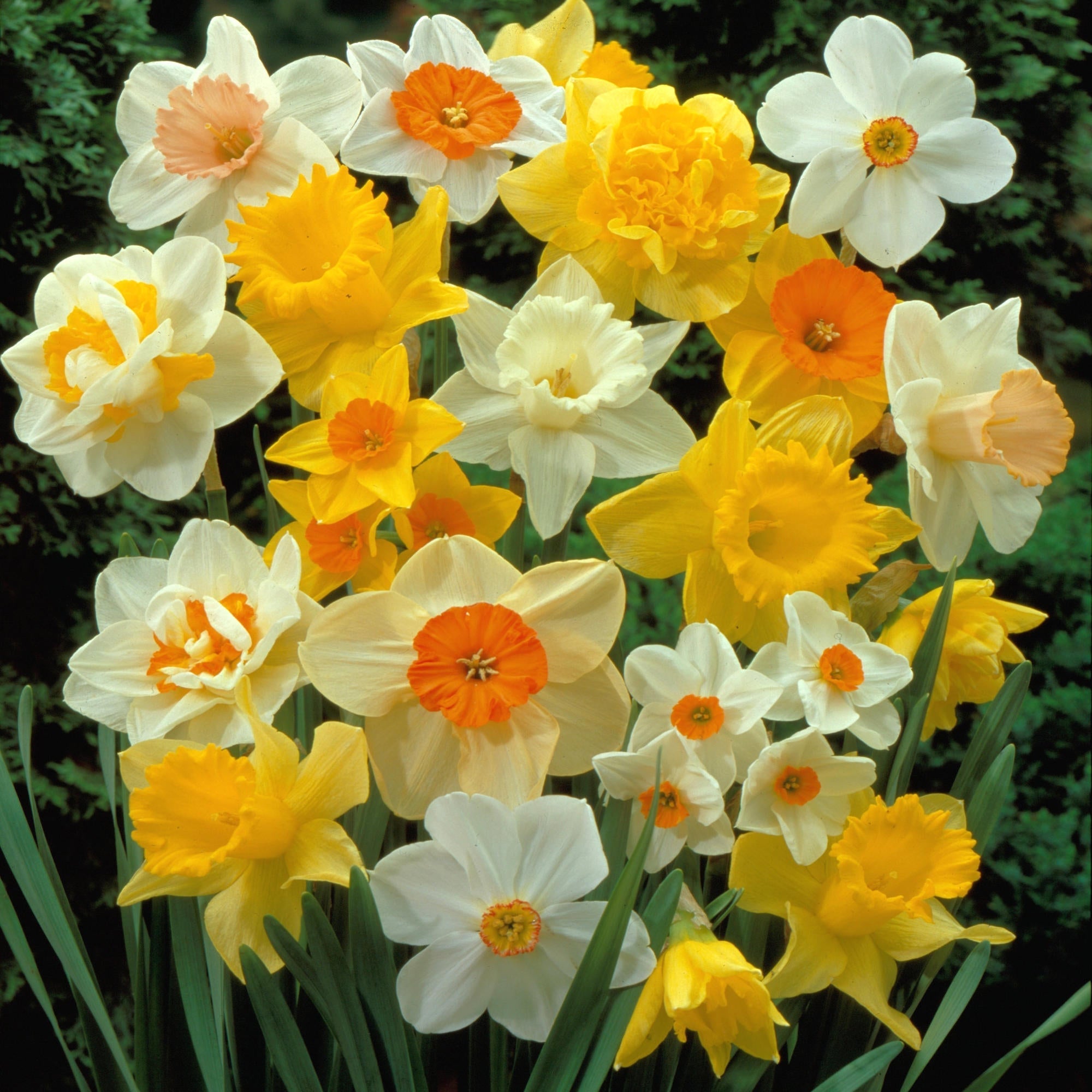 40-Piece Daffodil Mix - Assorted Varieties