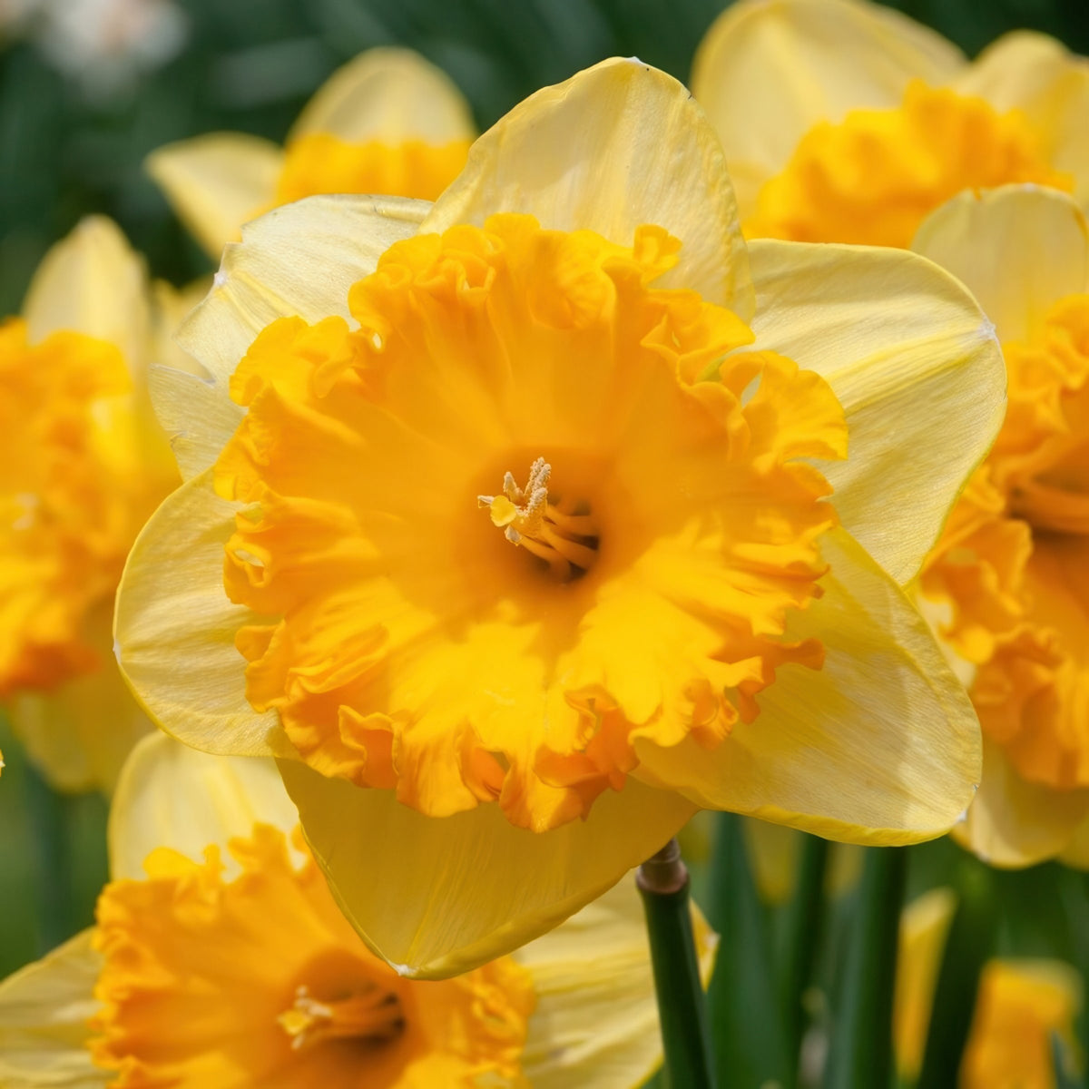 Daffodil Ferris Wheel Bulbs - 10 Bulbs