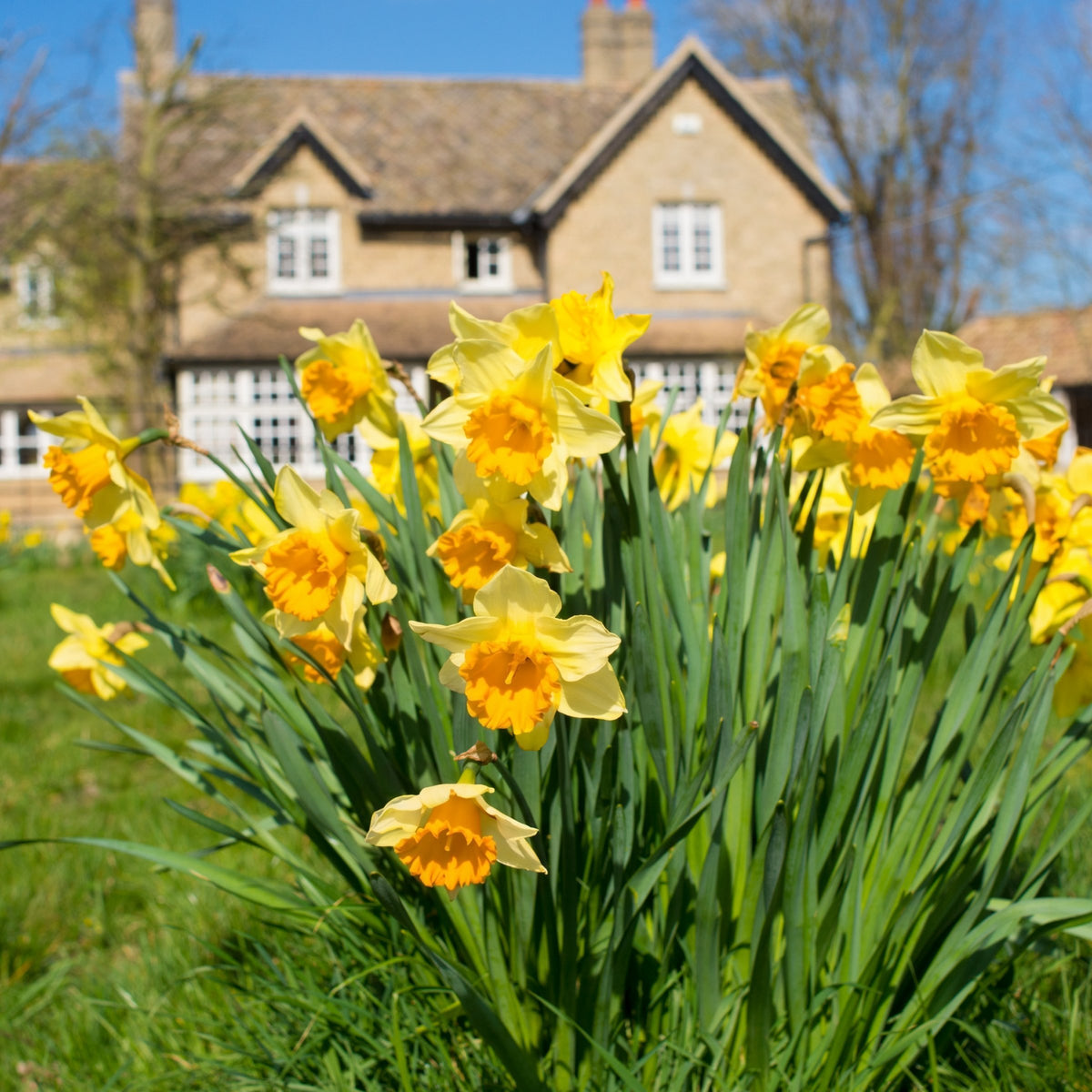 Daffodil Ferris Wheel Bulbs - 10 Bulbs
