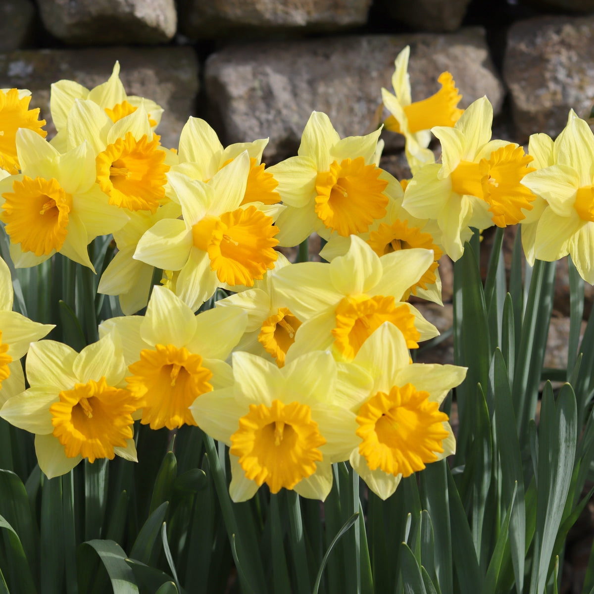 Daffodil Ferris Wheel Bulbs - 10 Bulbs