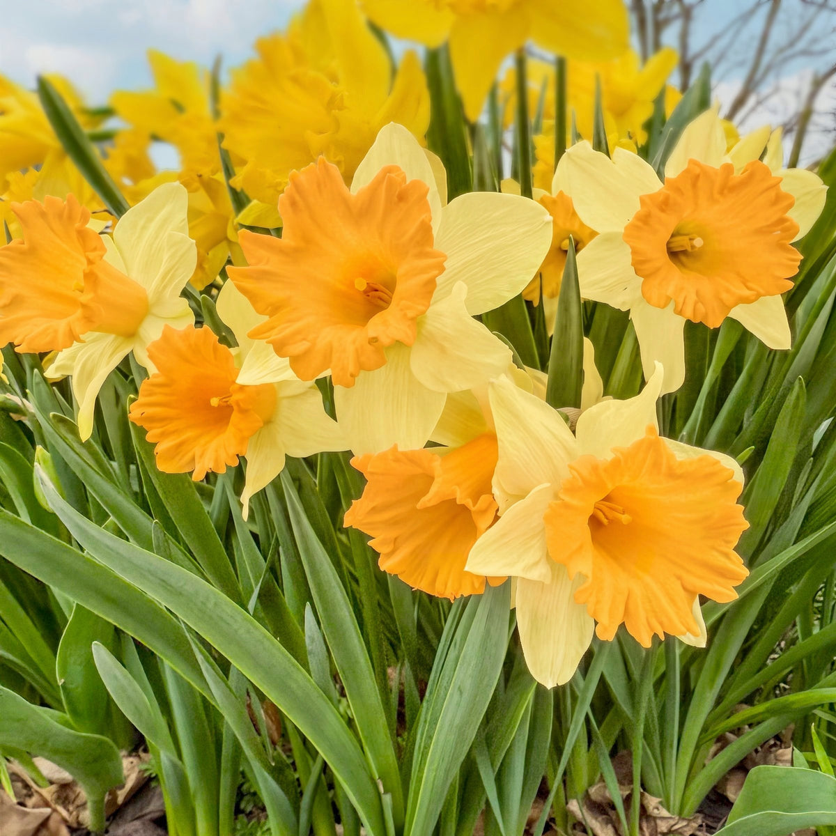 Daffodil Ferris Wheel Bulbs - 10 Bulbs