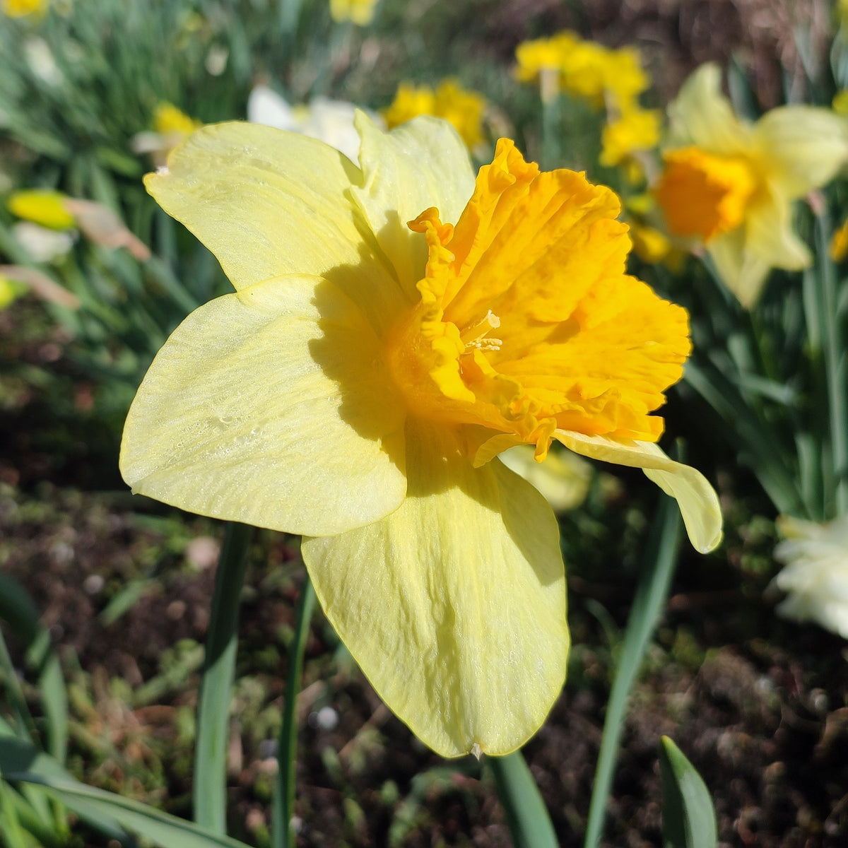 Daffodil Ferris Wheel Bulbs - 10 Bulbs