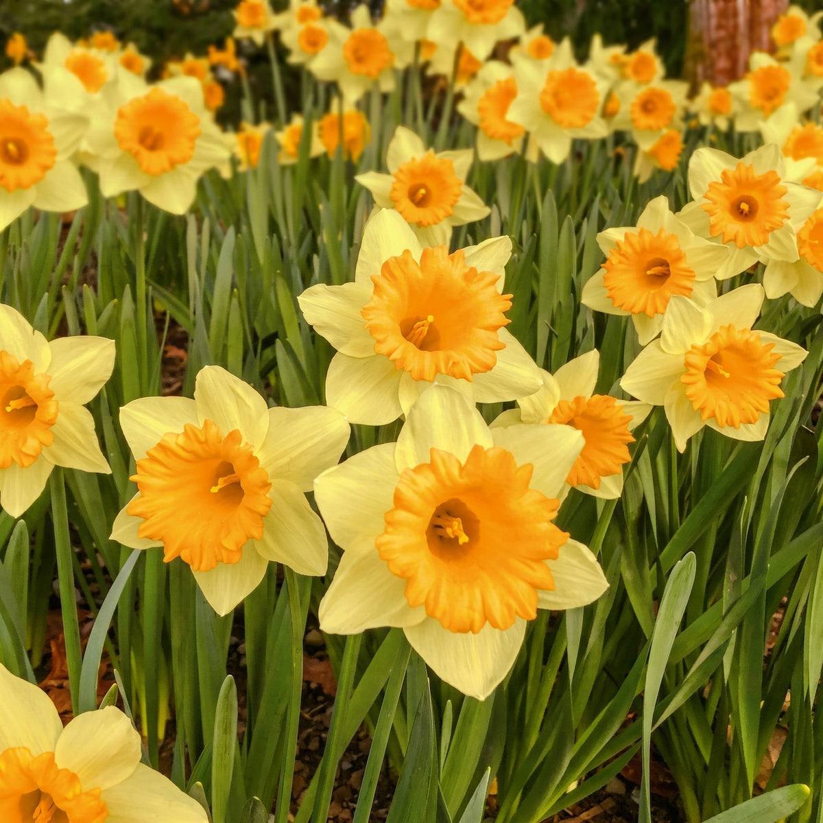 Daffodil Ferris Wheel Bulbs - 10 Bulbs