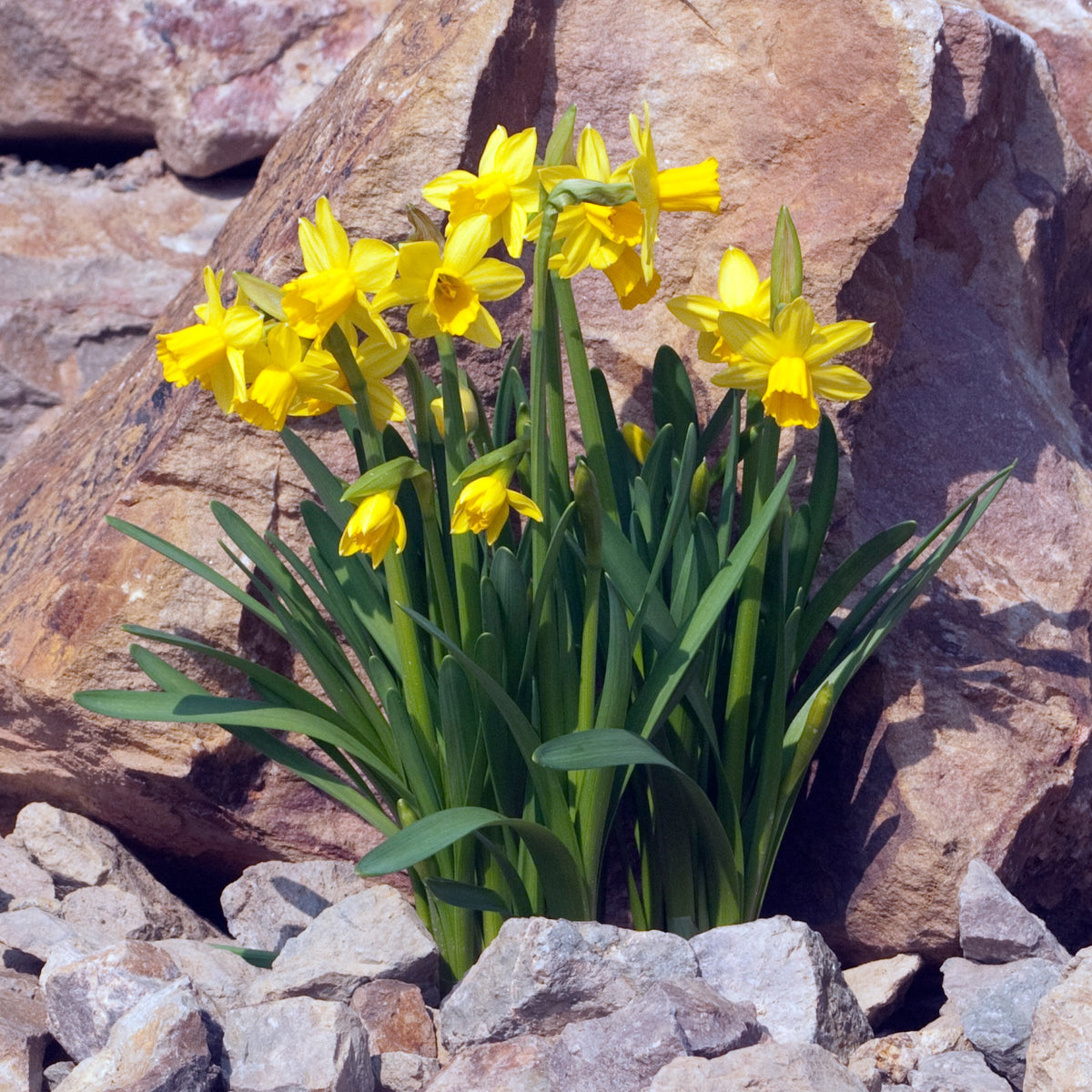 Daffodil Tete a Tete Bulbs - 10 Bulbs