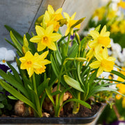 Daffodil Tete a Tete Bulbs - 10 Bulbs