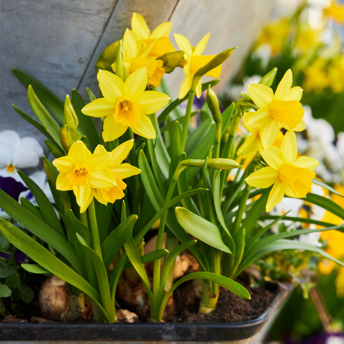 Daffodil Tete a Tete Bulbs - 10 Bulbs