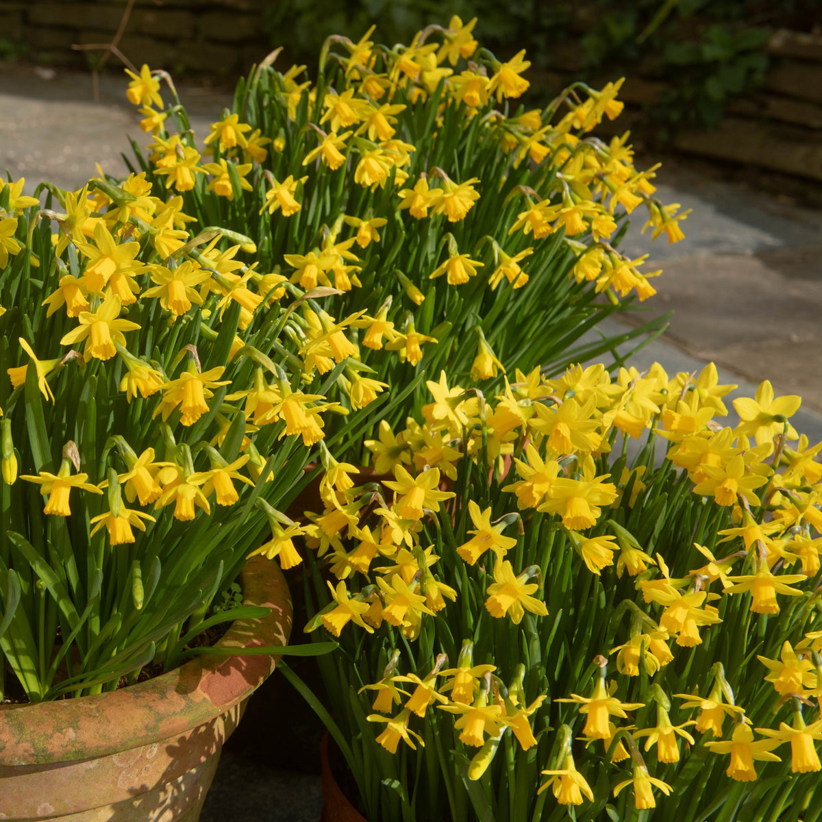 Daffodil Tete a Tete Bulbs - 10 Bulbs
