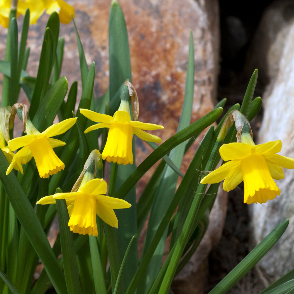 Daffodil Tete a Tete Bulbs - 10 Bulbs