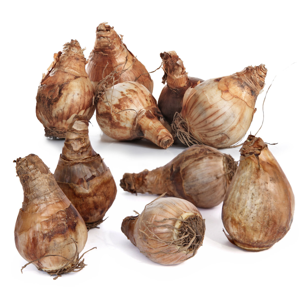 Daffodil Tete a Tete Bulbs - 10 Bulbs