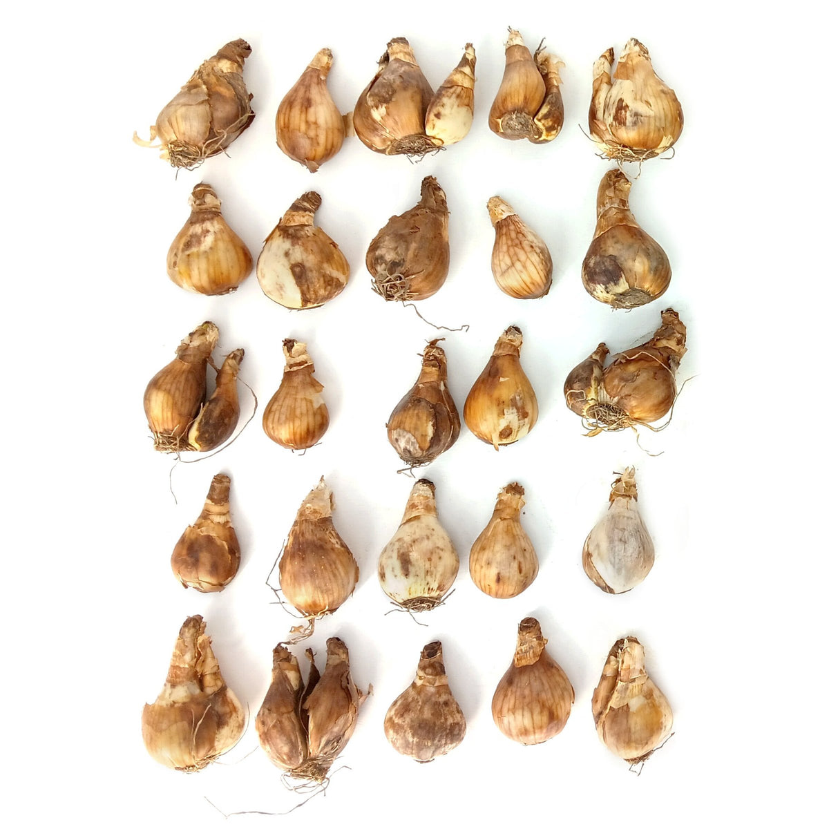 Daffodil Yellow Bulbs - 25 Bulbs