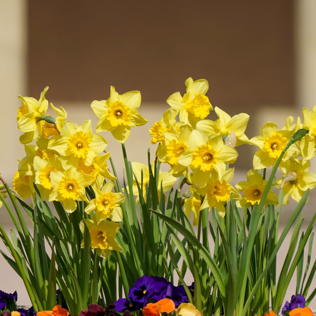 Daffodil Yellow Bulbs - 25 Bulbs