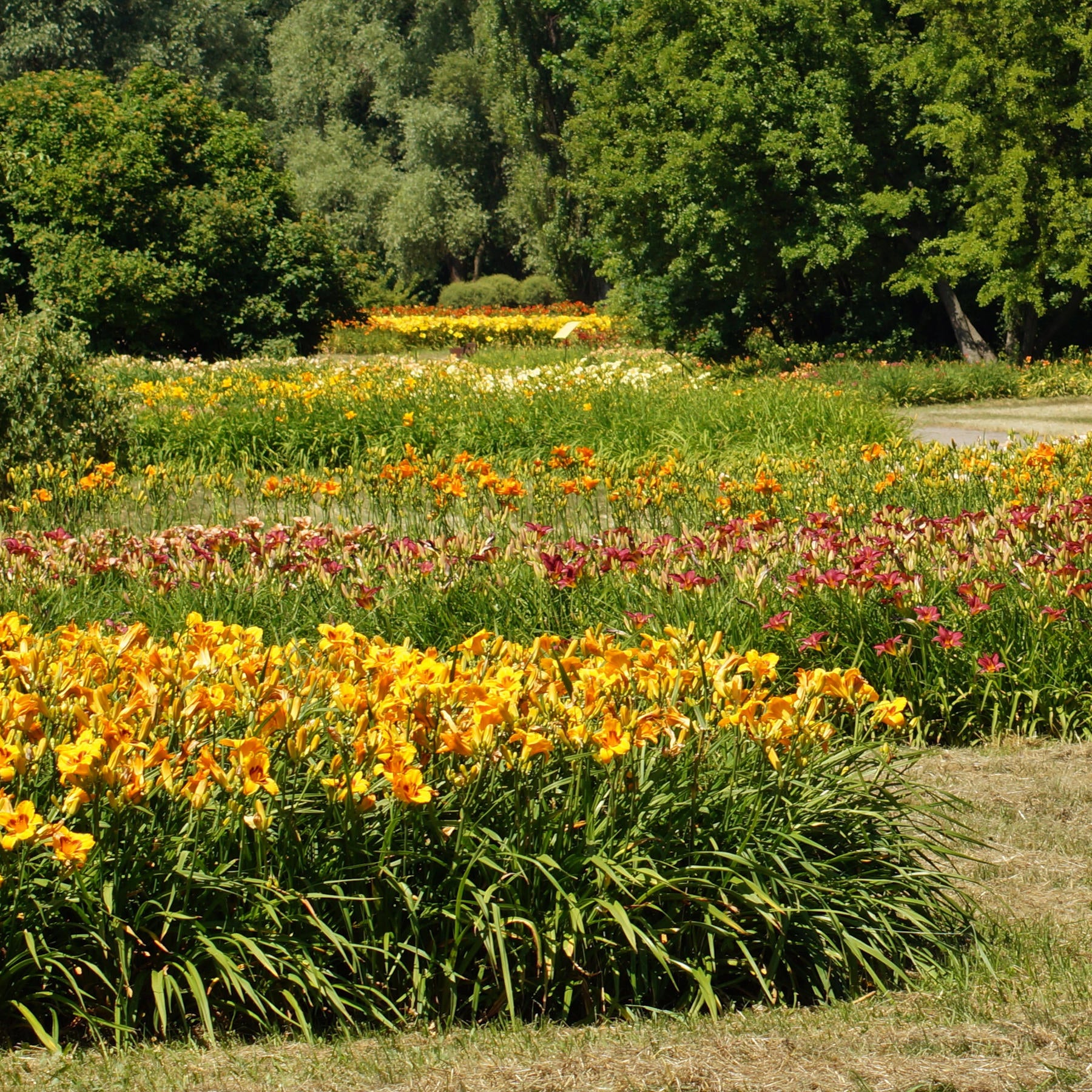 5-Piece Rainbow Daylily Collection