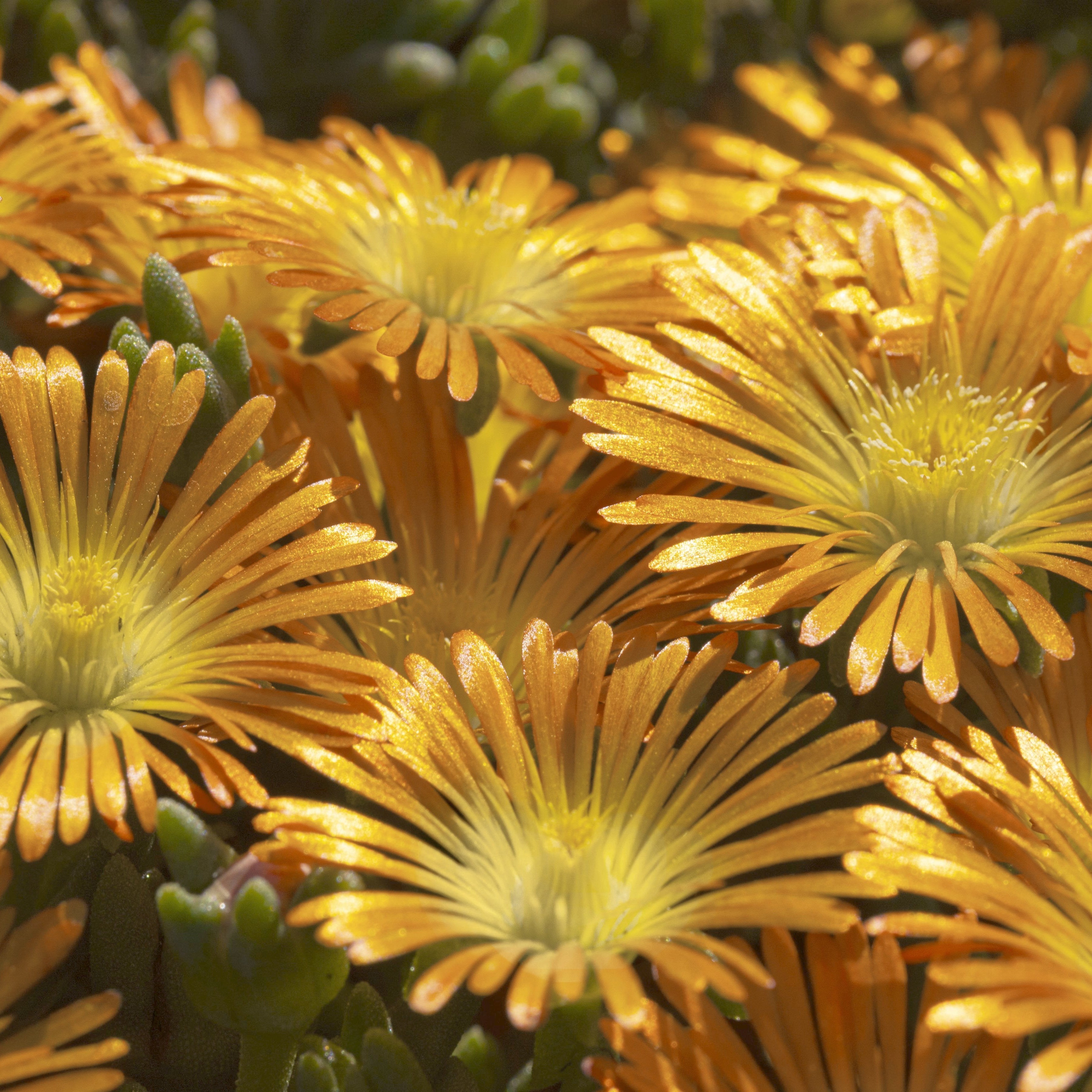 4 Piece Delosperma 'Orange Crush' - 2.5" Pot