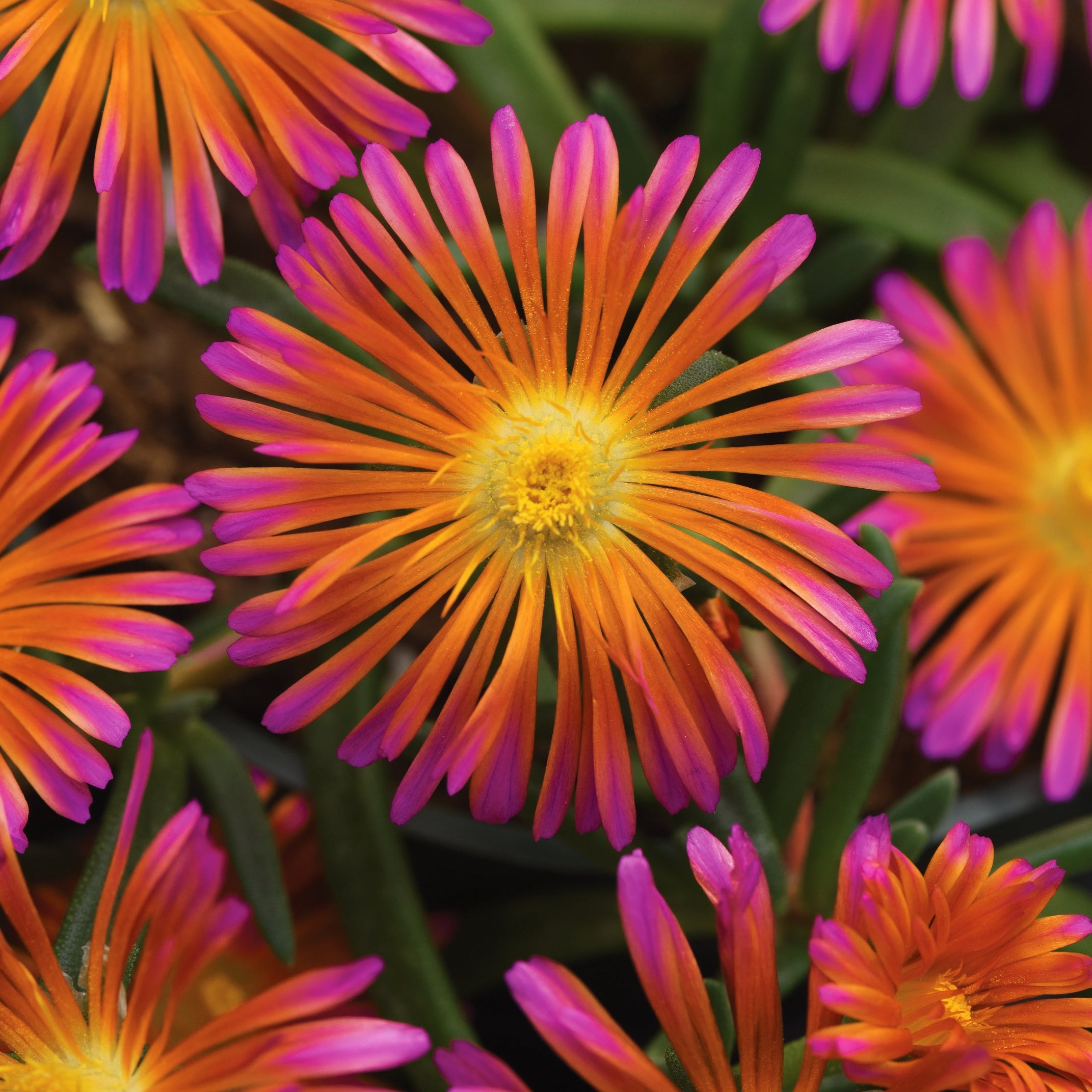 4 Piece Delosperma 'Ocean Sunset™ Orange Glow' - 2.5" Pot