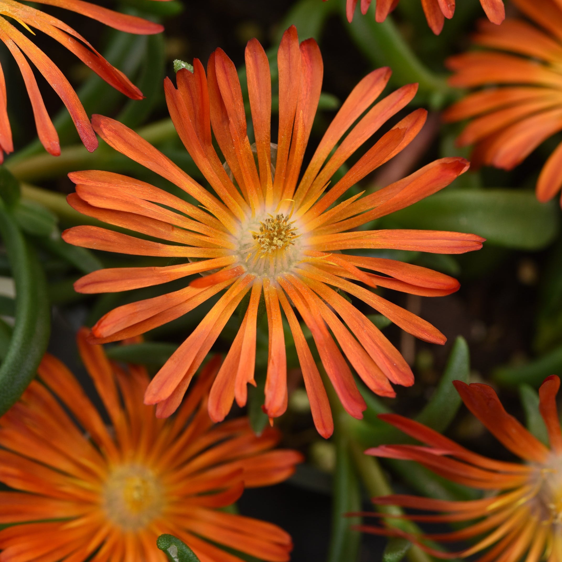 4 Piece Delosperma 'Ocean Sunset™ Orange Vibe' - 2.5" Pot