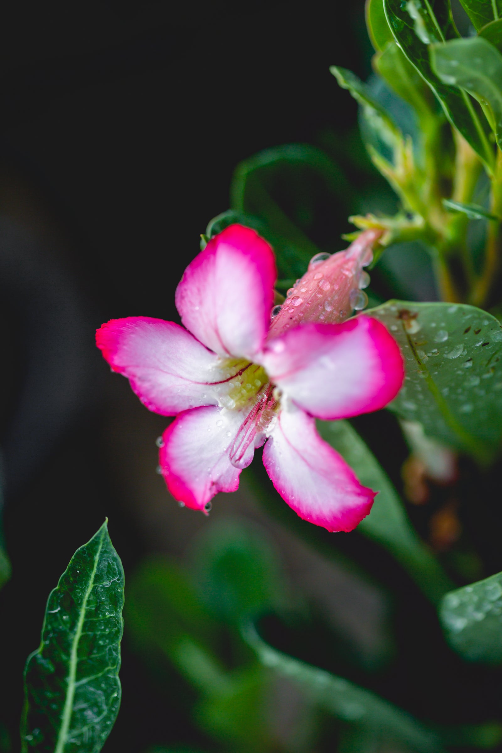 Pink Desert Rose - 4" Pot, SPRING PREORDER