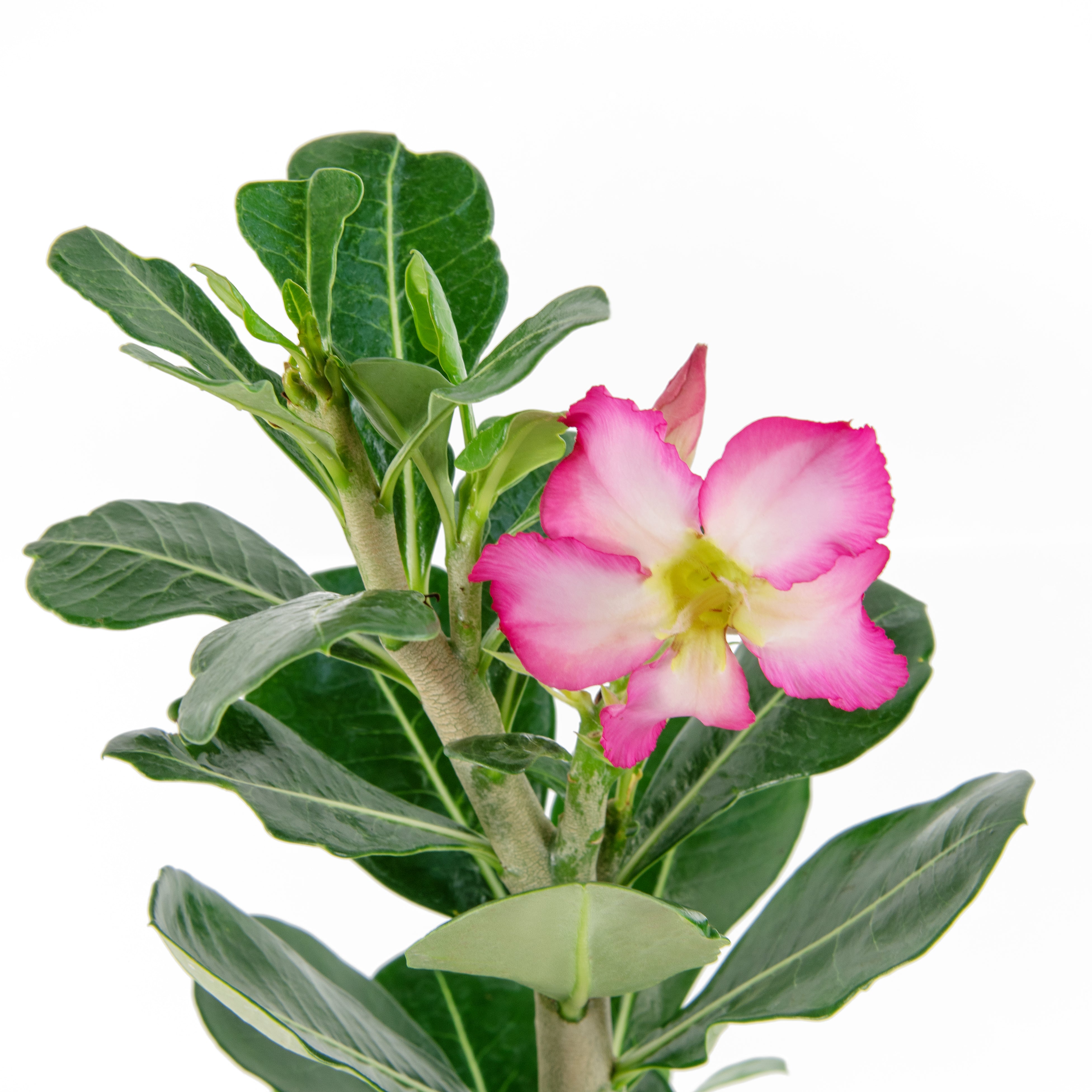 Pink Desert Rose - 4" Pot, SPRING PREORDER