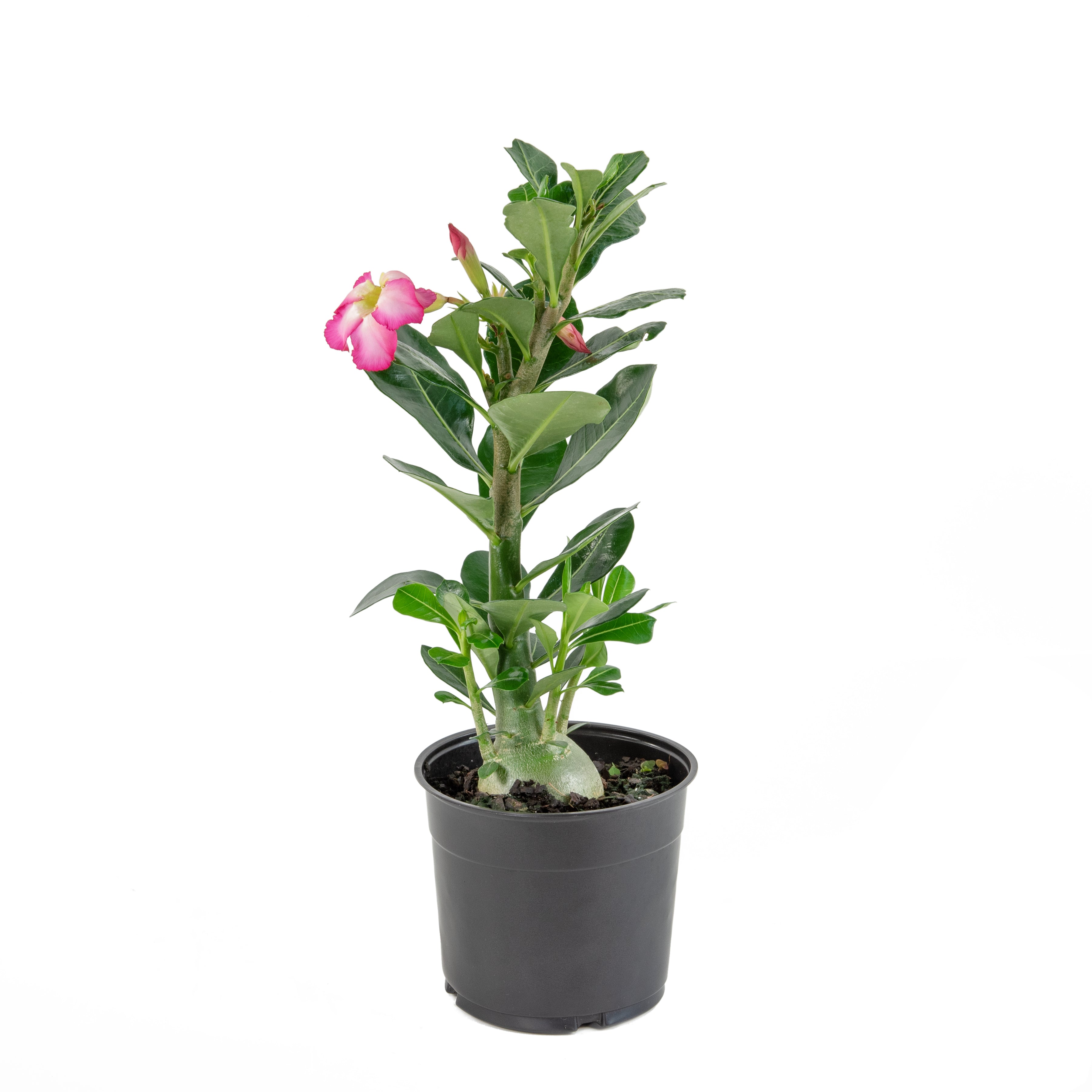 Pink Desert Rose - 4" Pot, SPRING PREORDER