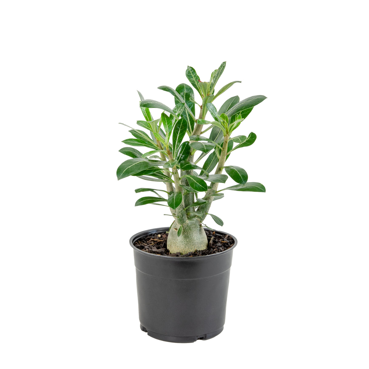 Pink Desert Rose - 1 Gallon Pot