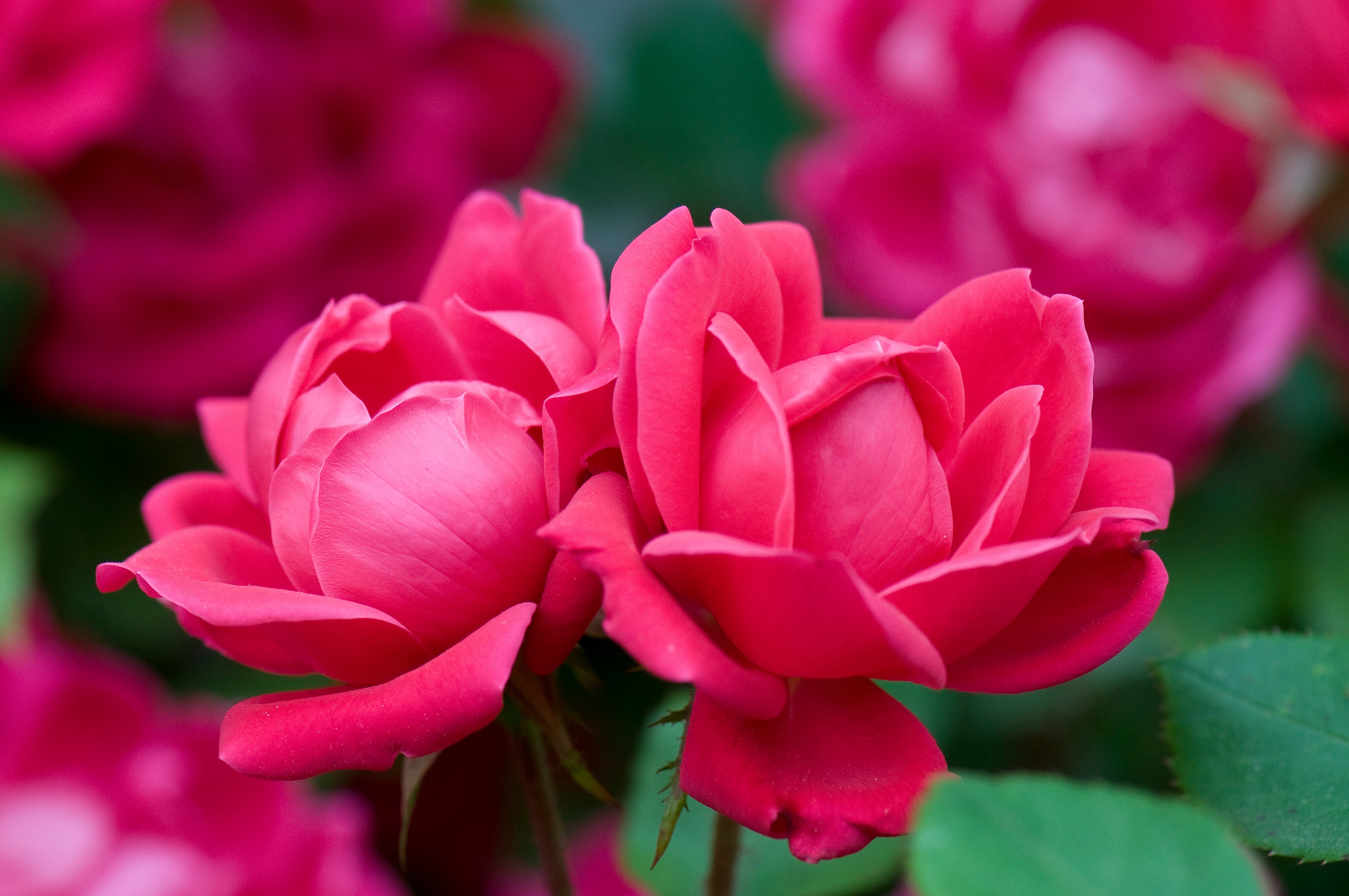 Rose Double Red Knockout - 2 Gallon Pot