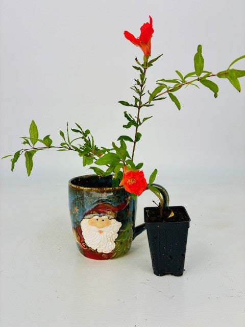 Cottage Farms Direct