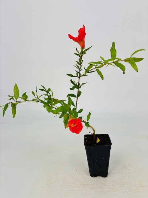 Cottage Farms Direct