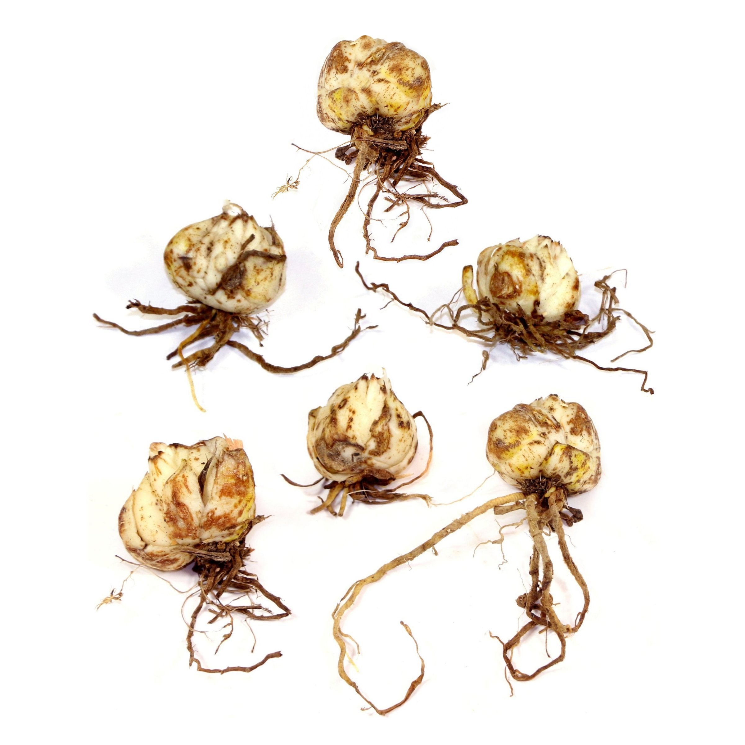 Lilium 'Tiny Ghost' Lily - 6 Piece Bulb