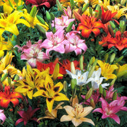 Lily Variety Garden - 60 Mixed Bulbs