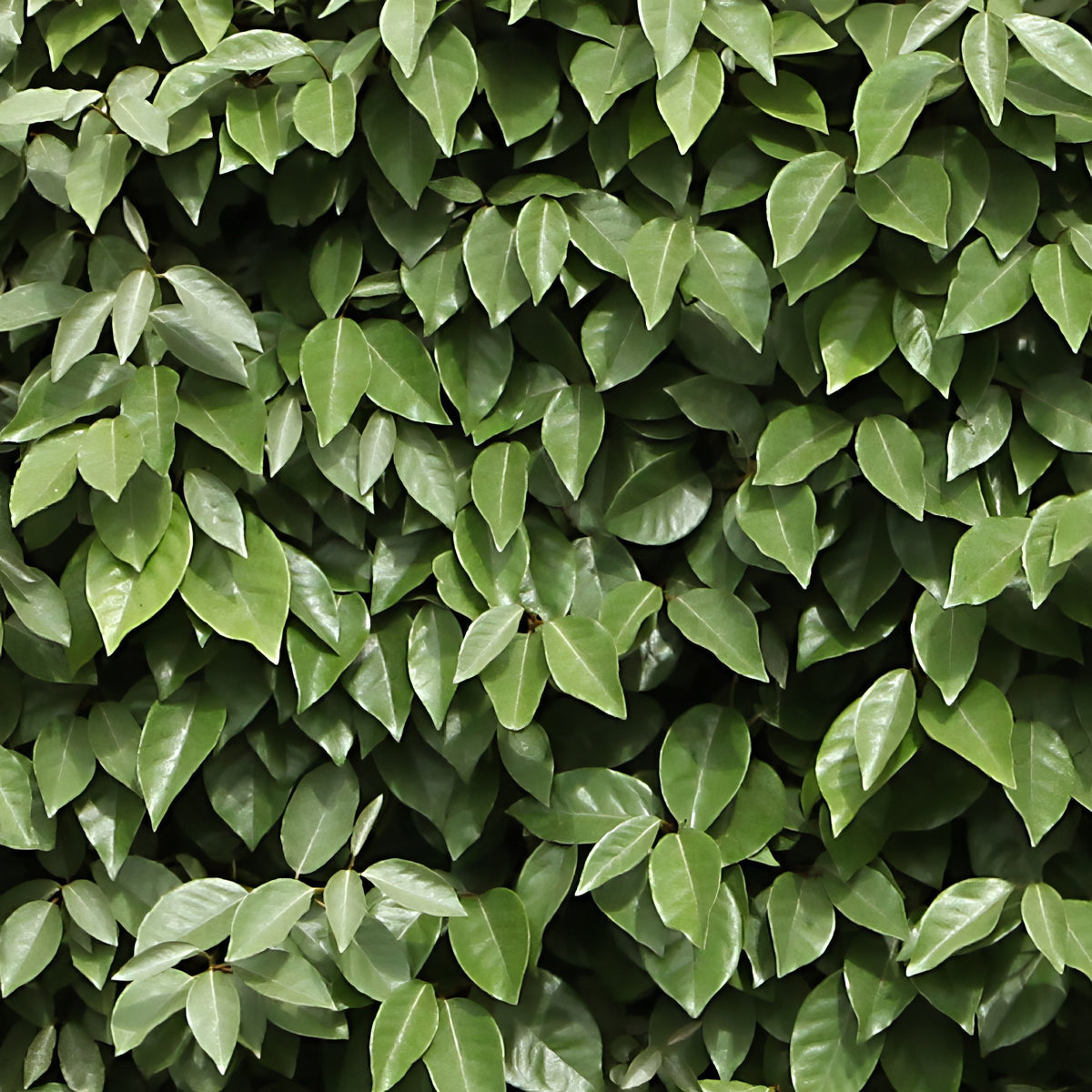 Eleagnus 'Ebbinge's Silverberry' - 3 Gallon Pot