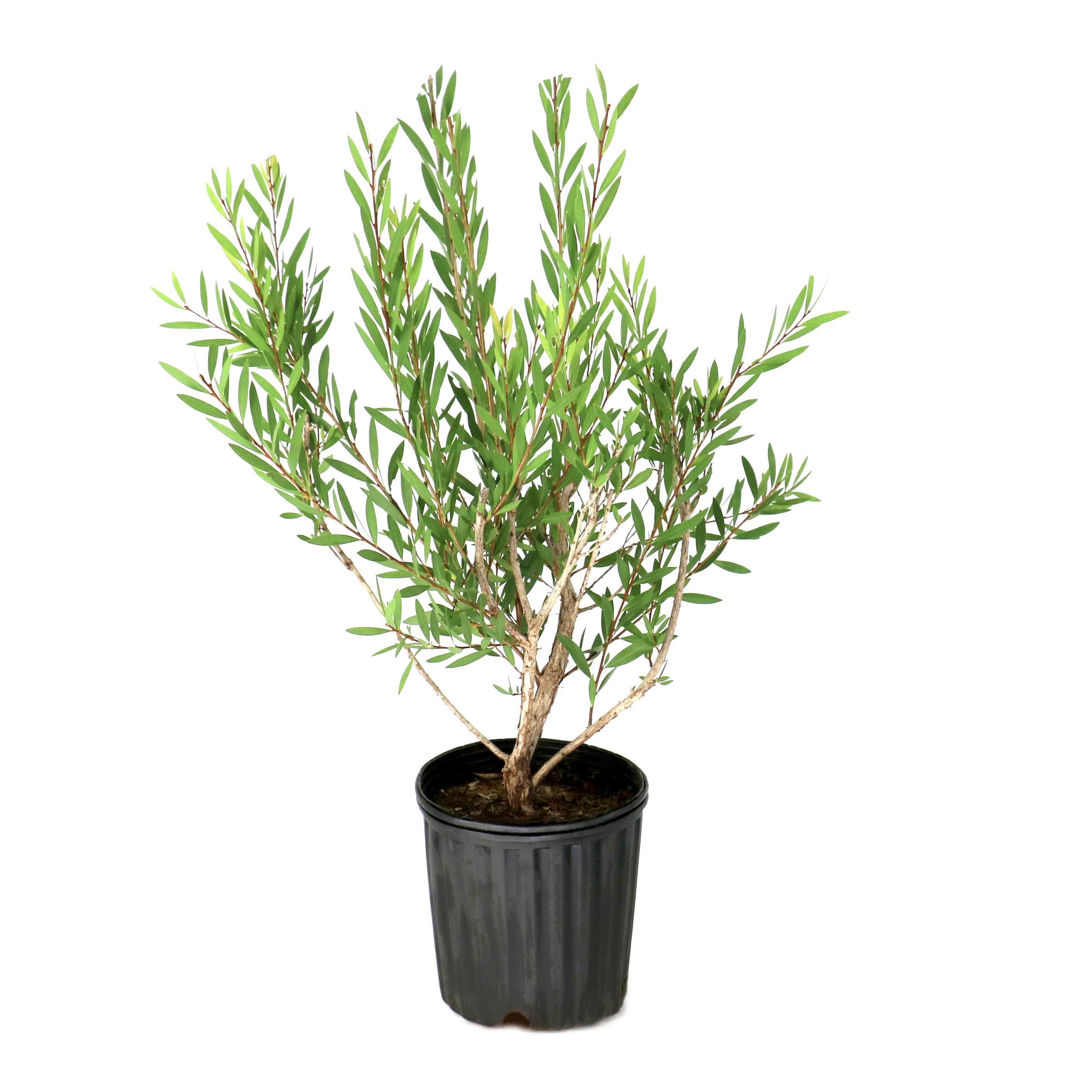 Callistemon citrinus 'Bottlebrush' - 1 Gallon (PICK UP ONLY)