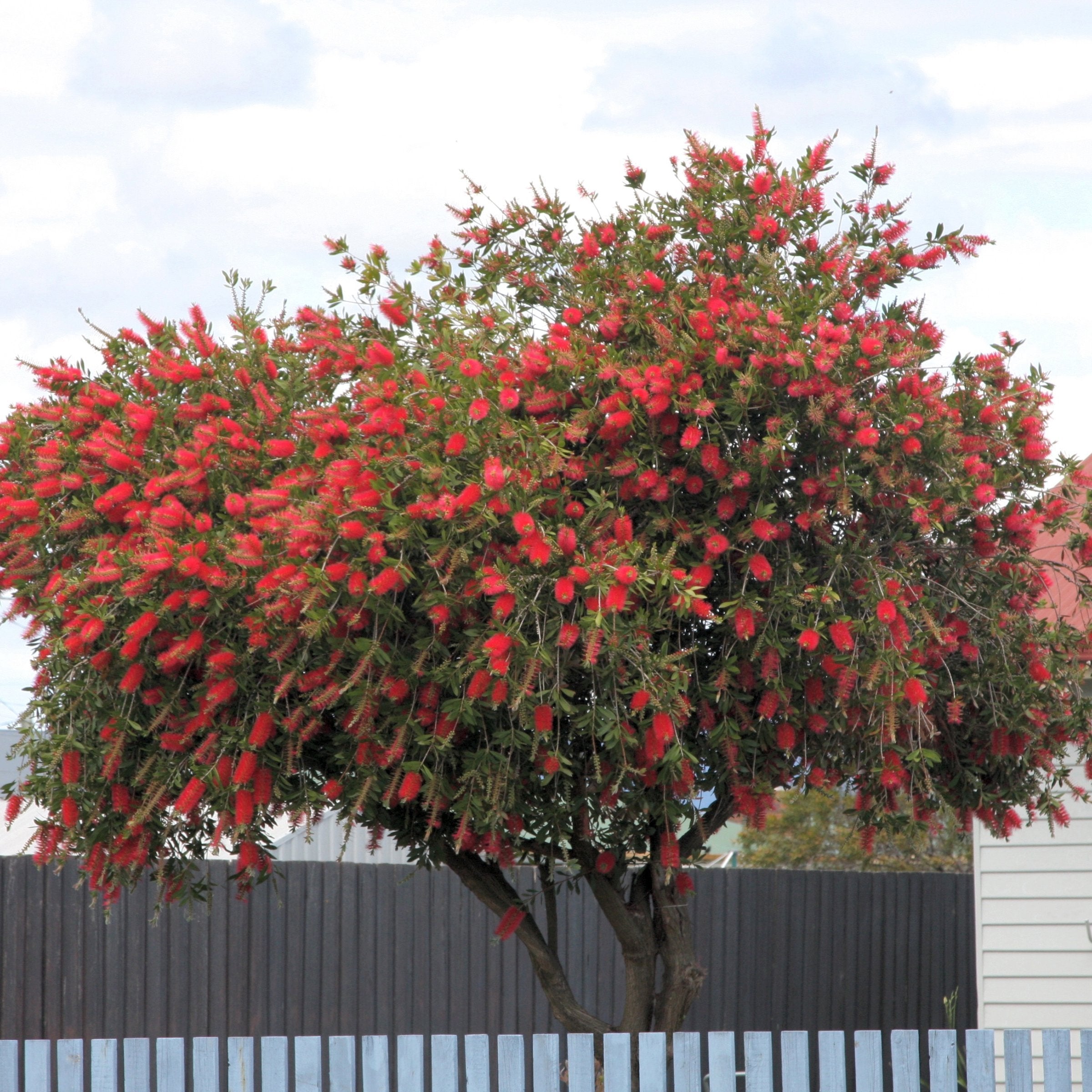 Callistemon citrinus 'Bottlebrush' - 1 Gallon (PICK UP ONLY)