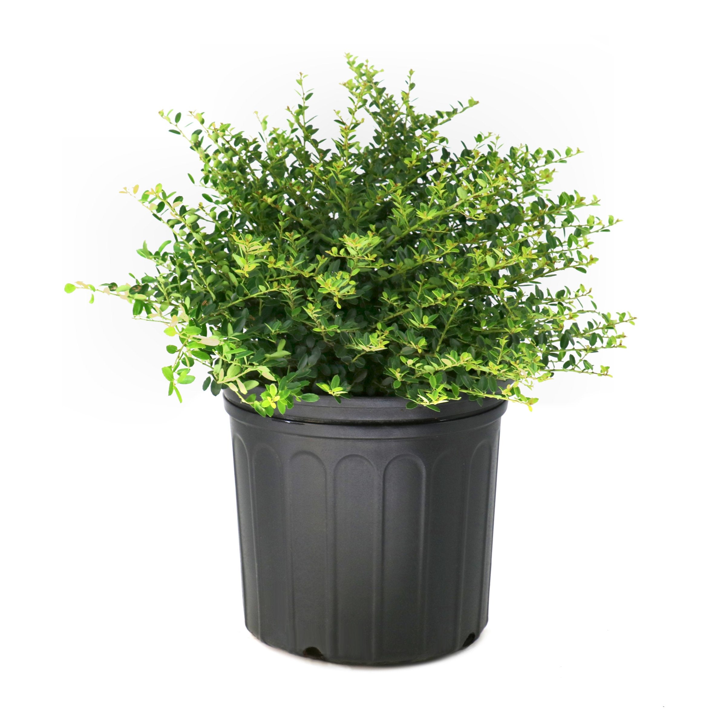 Ilex Holly 'Helleri' - 3 Gallon Pot