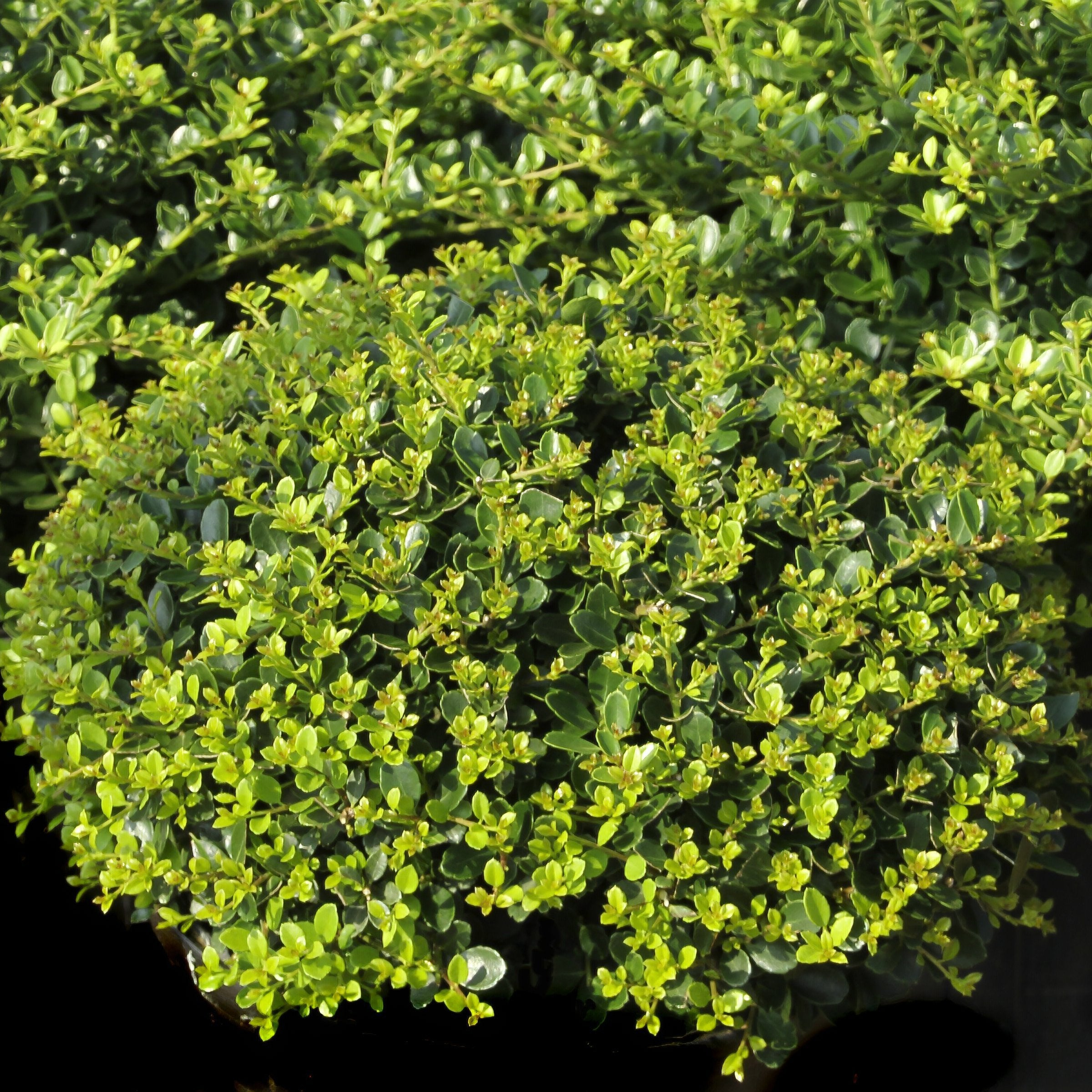 Ilex Holly 'Helleri' - 3 Gallon Pot