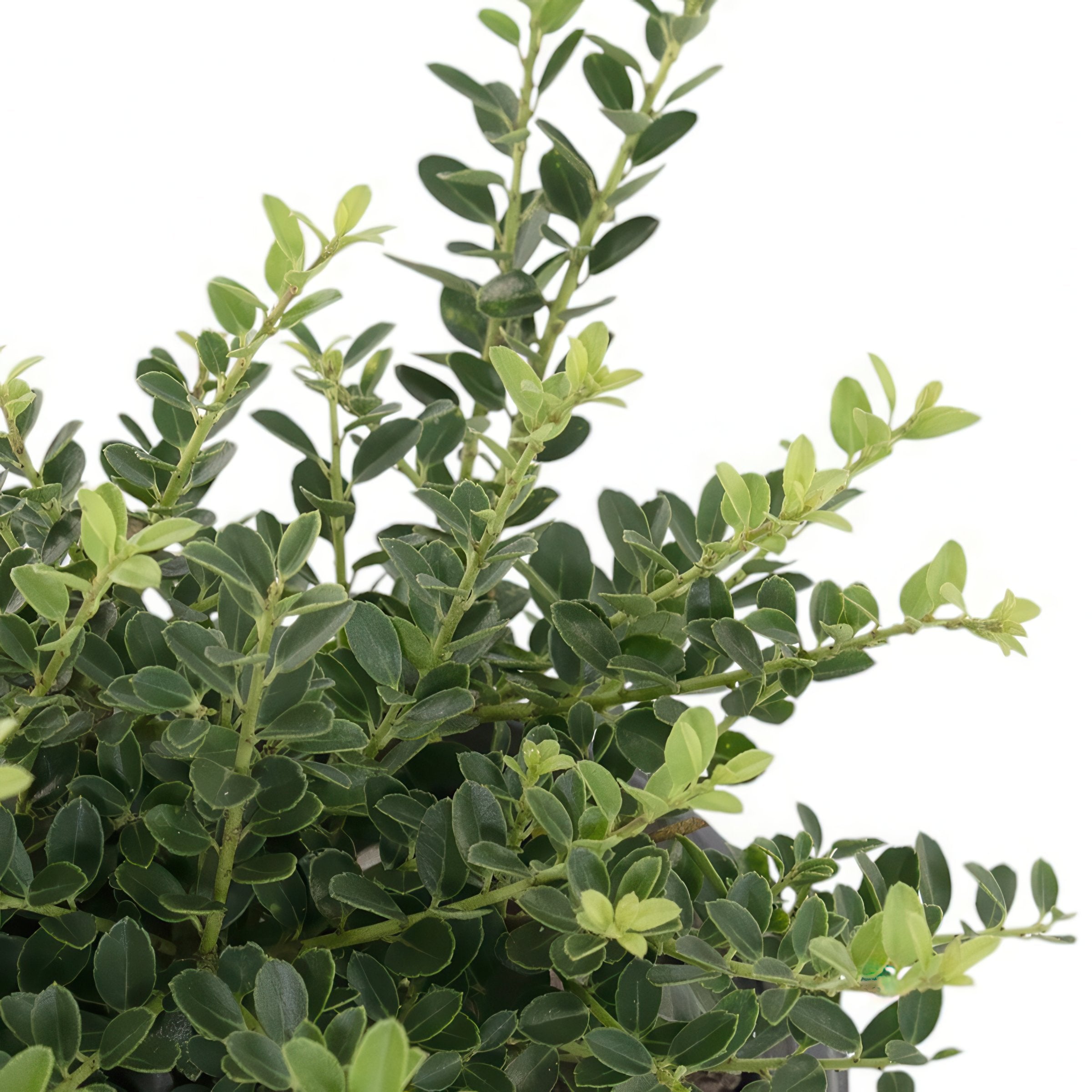 Ilex Holly 'Helleri' - 3 Gallon Pot