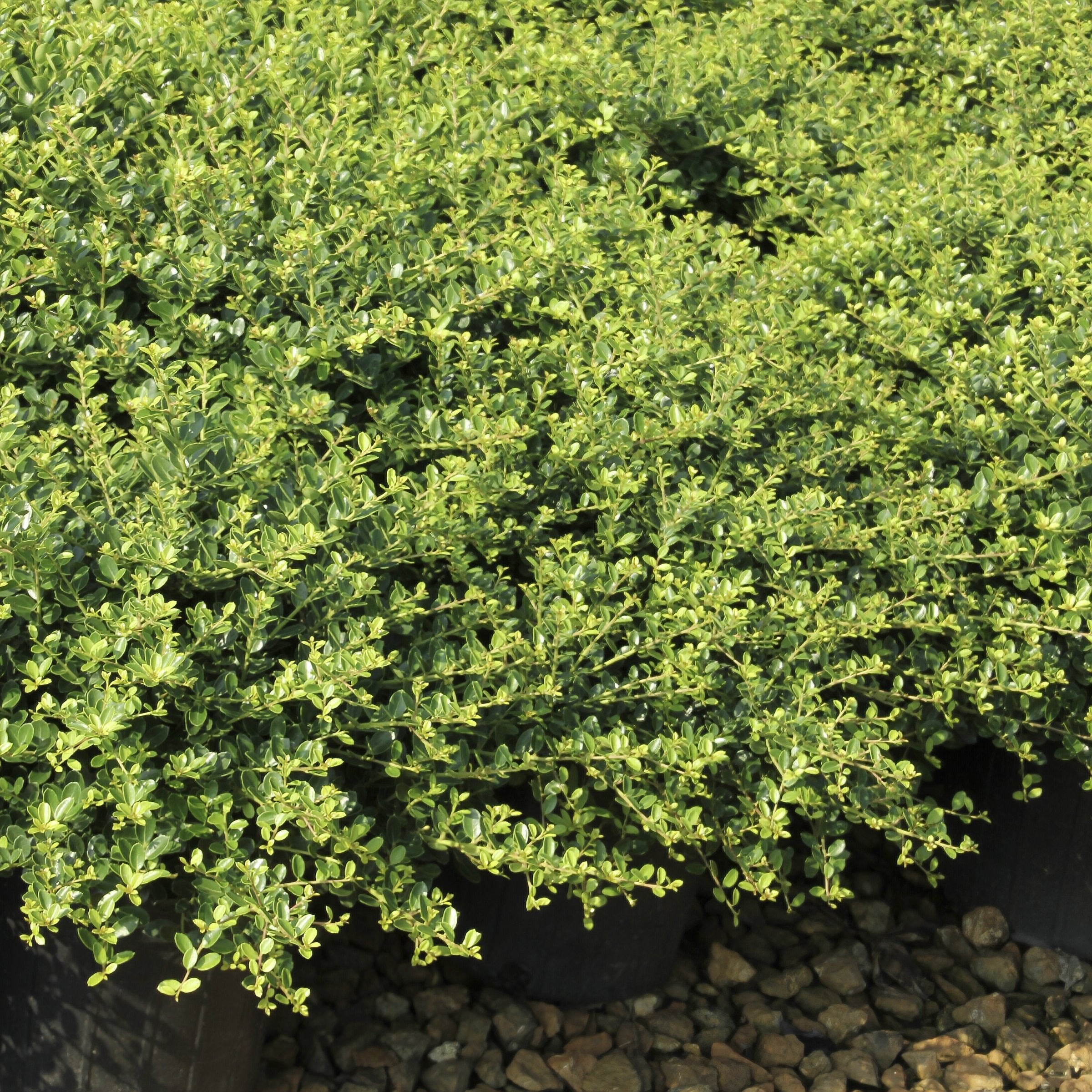 Ilex Holly 'Helleri' - 3 Gallon Pot