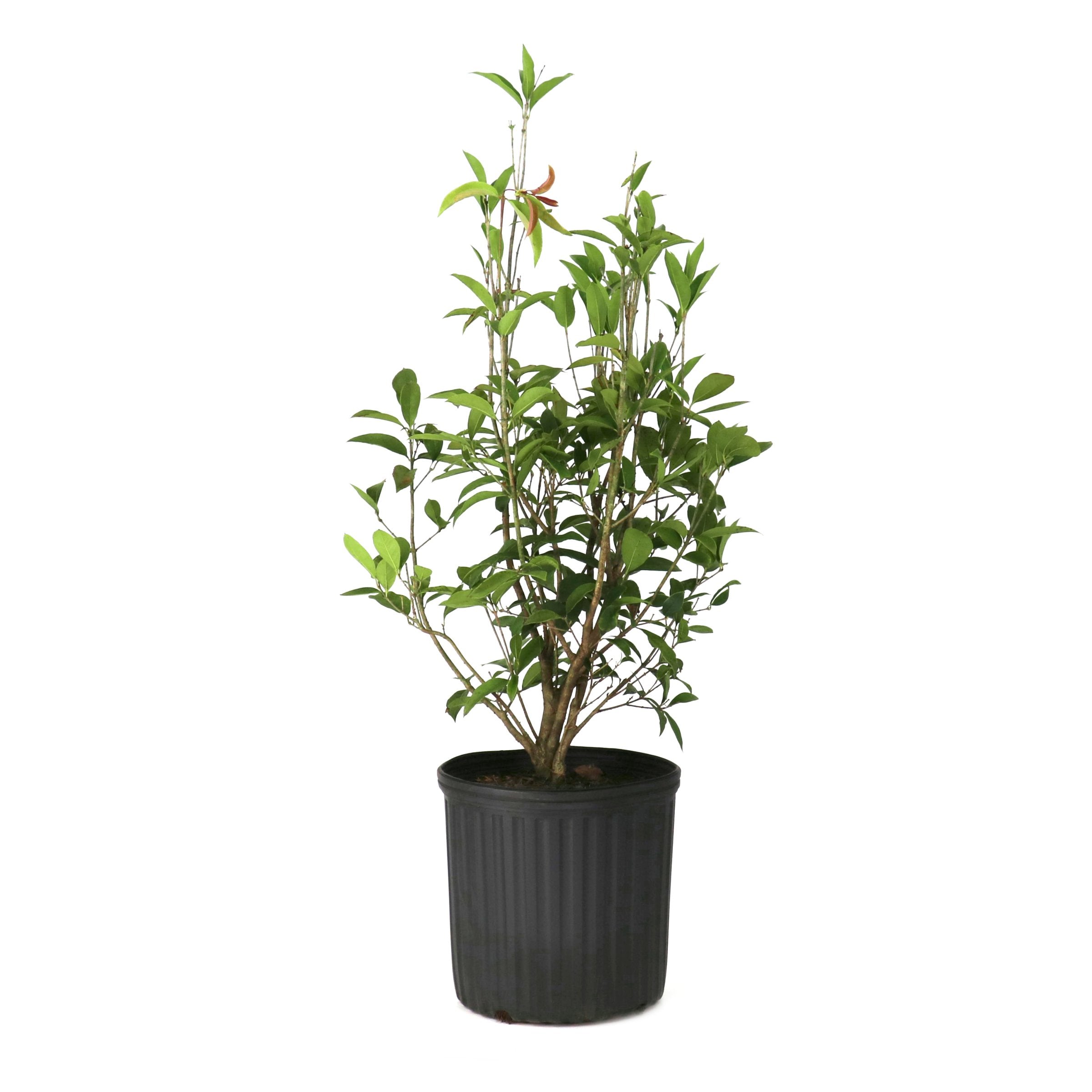 Osmanthus Sweet Olive - 1 Gallon Pot – Cottage Farms