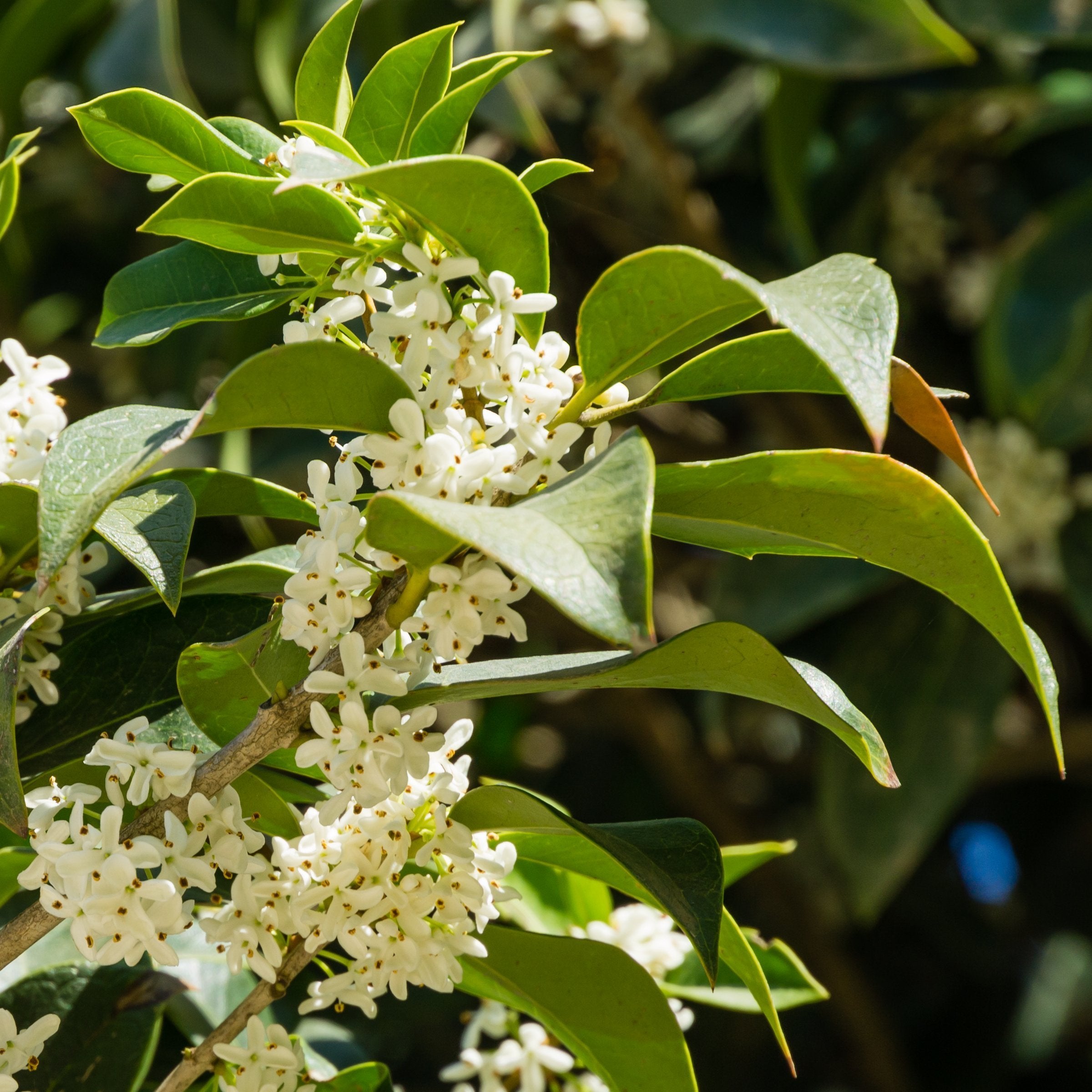 Osmanthus Sweet Olive - 4